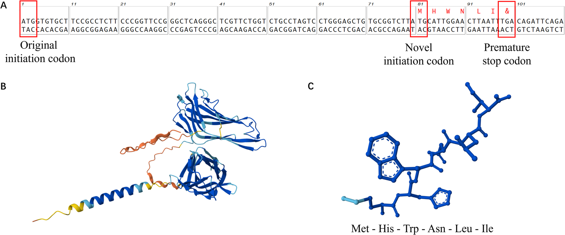 Illustration showing the DNA sequence with highlighted original initiation codon, novel initiation codon, and premature stop codon. Below are structural models: B shows a 3D protein structure of native LAMP-2, and C displays the predicted structure of this variant, with labeled amino acids: methionine, histidine, tryptophan, asparagine, leucine, and isoleucine.