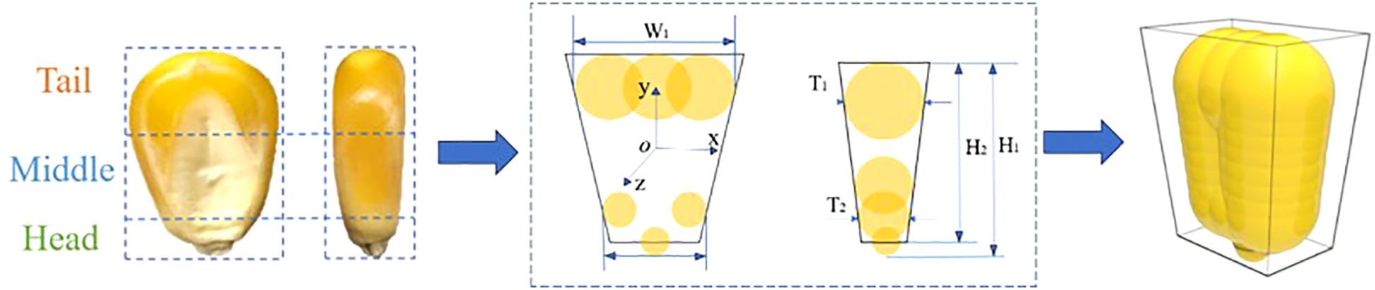 Diagram illustrating a corn kernel model divided into head, middle, and tail sections. The middle image shows the dimensions labeled W1, H1, H2, T1, and T2 with coordinate axes labeled X, Y, Z, and O. The final image shows a 3D representation of the corn kernel enclosed in a transparent box.