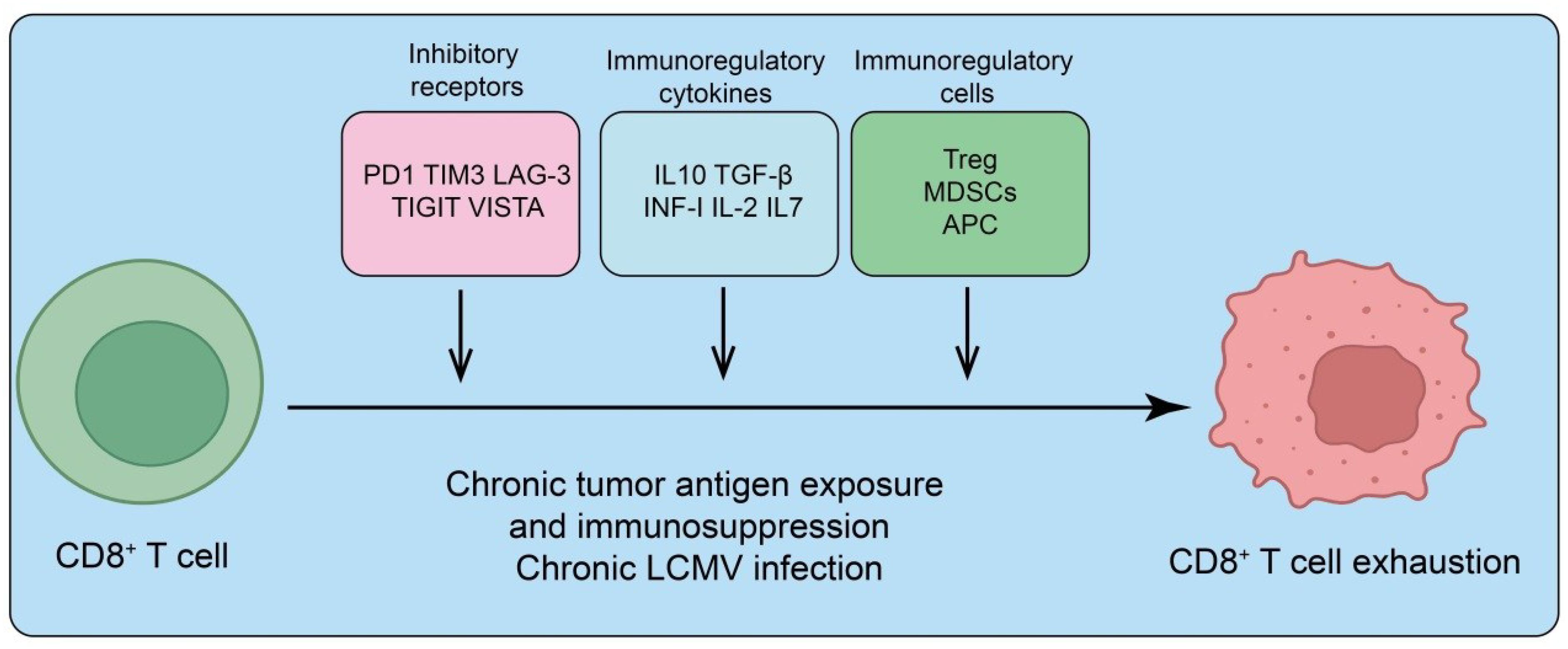 Diagram illustrating the process leading to CD8+ T cell exhaustion. It starts with a CD8+ T cell, followed by the influence of inhibitory receptors (PD1, TIM3, LAG-3, TIGIT, VISTA), immunoregulatory cytokines (IL10, TGF-β, INF-I, IL-2, IL7), and immunoregulatory cells (Treg, MDSCs, APC). These factors contribute to chronic tumor antigen exposure, immunosuppression, and chronic LCMV infection, resulting in CD8+ T cell exhaustion.