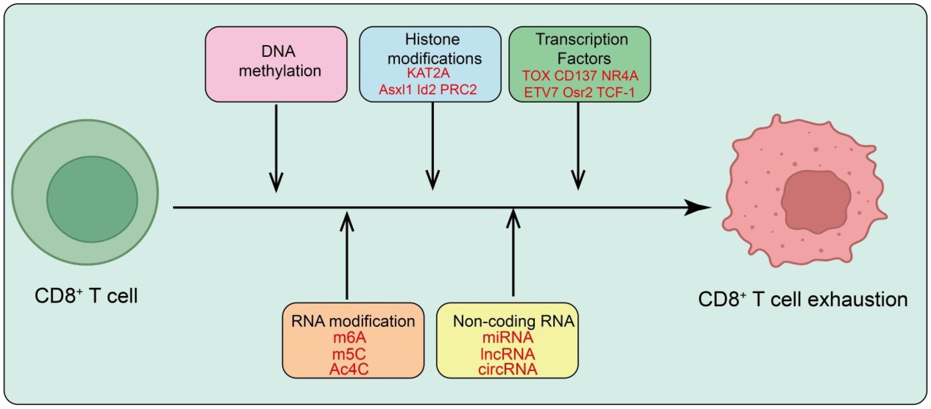 Diagram showing the process of CD8+ T cell exhaustion. It starts with a CD8+ T cell on the left. Arrows point to DNA methylation, histone modifications, transcription factors, RNA modification, and non-coding RNA, highlighting elements like KAT2A, TOX, m6A, and miRNA. These contribute to CD8+ T cell exhaustion depicted as a larger altered cell on the right.