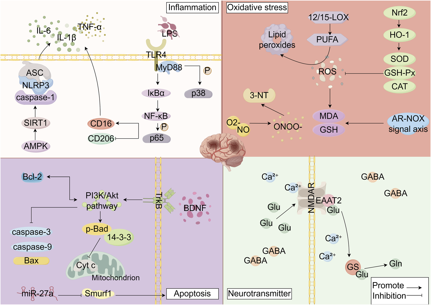 Diagram illustrating pathways related to inflammation, oxidative stress, apoptosis, and neurotransmitter regulation in a cell. It shows interactions involving IL-6, TNF-α, and NF-κB in inflammation; lipid peroxides, ROS, and MDA in oxidative stress; Bcl-2, caspases, and the PI3K/Akt pathway in apoptosis; and GABA and glutamate regulation in neurotransmitter function, highlighting cellular processes and interactions.