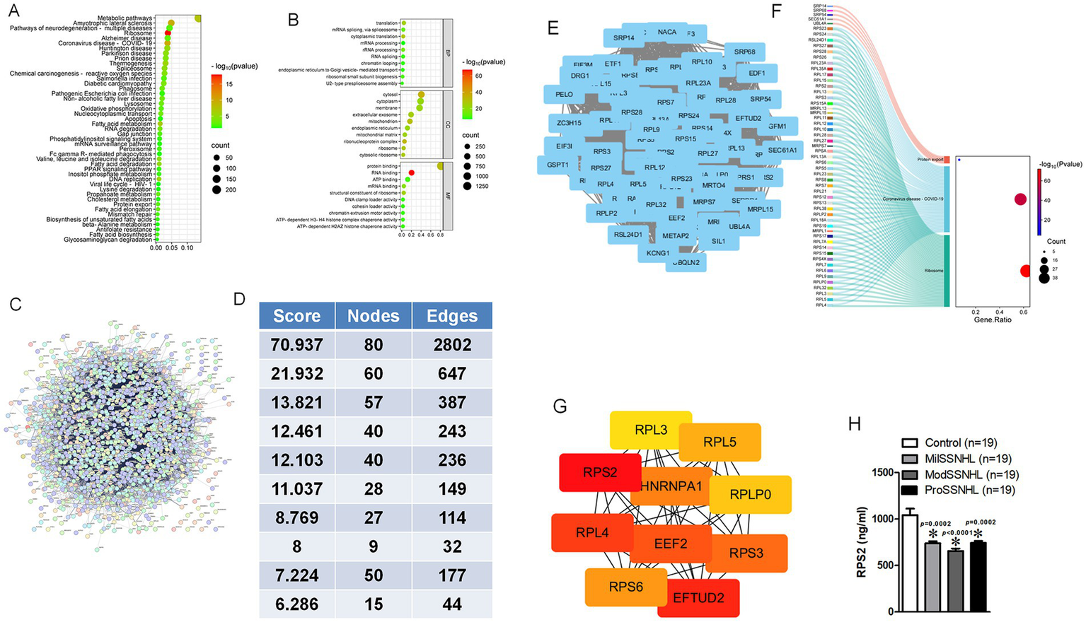 A: Dot plot showing enriched metabolic and disease pathways, with color indicating -log10(p-value) and size indicating count. B: Bar plots displaying enriched biological processes, cellular components, and molecular functions, with similar color and size coding. C: Network diagram illustrating interactions among multiple nodes, with connections represented by lines. D: Table listing scores, nodes, and edges for various data sets, indicating complexity and connections. Diagram displaying four panels: E, F, G, and H. Panel E is a network diagram of proteins with blue nodes. Panel F is a pathway analysis diagram showing gene associations with visual links and a scatter plot indicating gene ratio and p-values. Panel G is a network of proteins with colored nodes, indicating interactions. Panel H is a bar graph comparing RPS2 levels (ng/ml) across four groups, showing statistical significance with p-values.