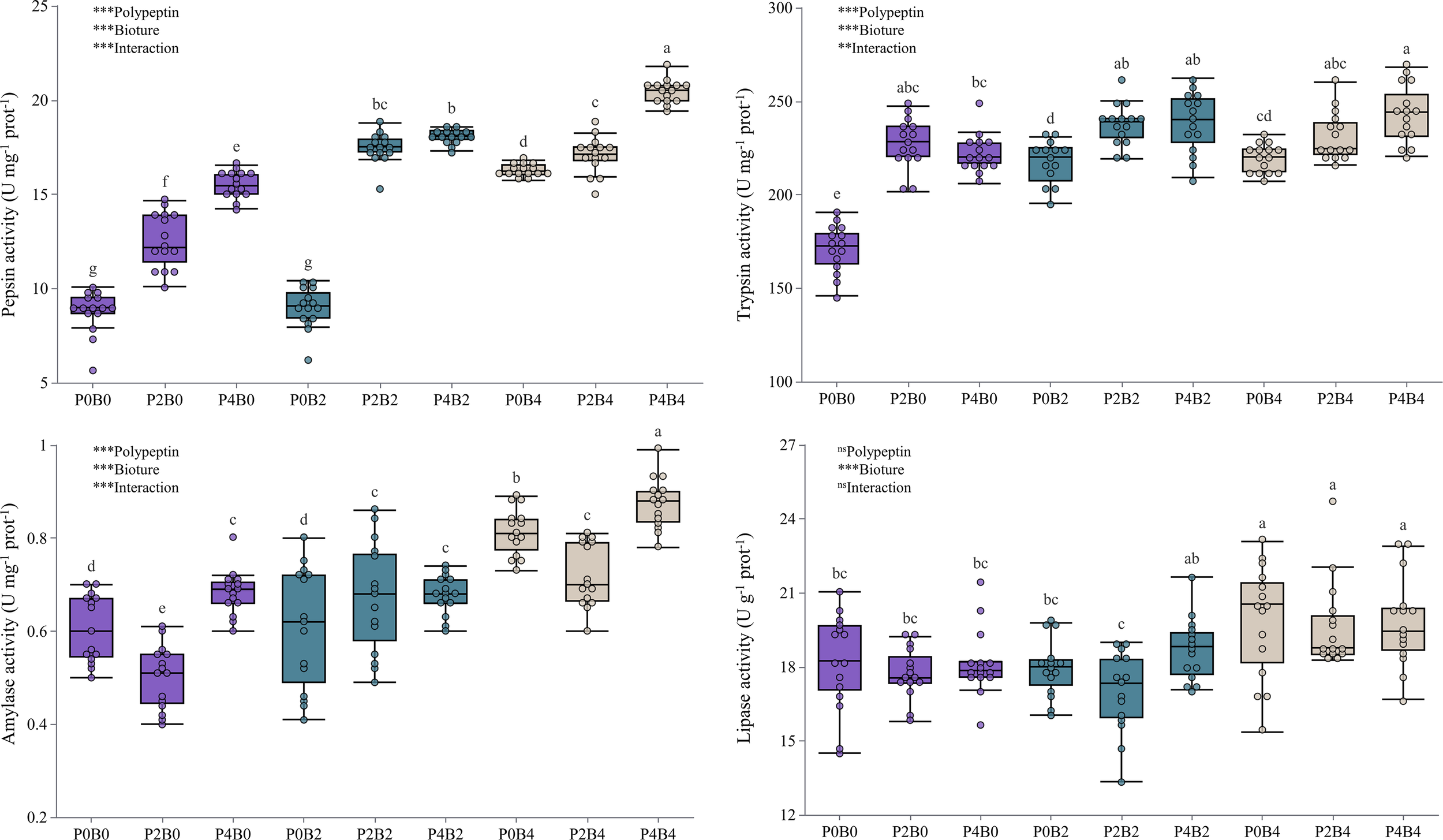 Four box plots illustrate enzyme activity (pepsin, trypsin, amylase, lipase) under varying conditions labeled P0B0, P2B0, P4B0, P0B2, P2B2, P4B2, P0B4, and P4B4. Significant effects of polypeptin, bioture, and interactions are indicated with asterisks. Box colors differentiate conditions, showing median, quartiles, and outliers.
