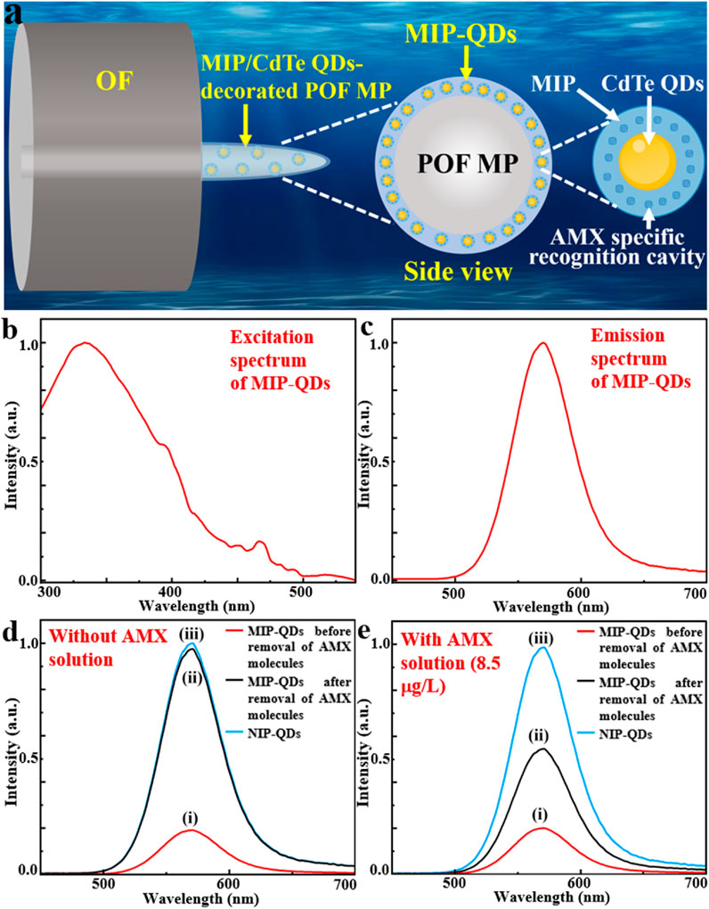 Diagram with four panels. (a) Shows an illustration of a side view of an optical fiber (OF) with MIP/CdTe QDs-decorated POF microparticles (MP) and AMX specific recognition cavity. (b) Displays the excitation spectrum of MIP-QDs over 300-500 nm range. (c) Shows the emission spectrum of MIP-QDs over 500-700 nm. (d) and (e) depict the intensity vs. wavelength graphs comparing MIP-QDs and NIP-QDs without AMX solution and with AMX solution (8.5 µg/L) respectively.