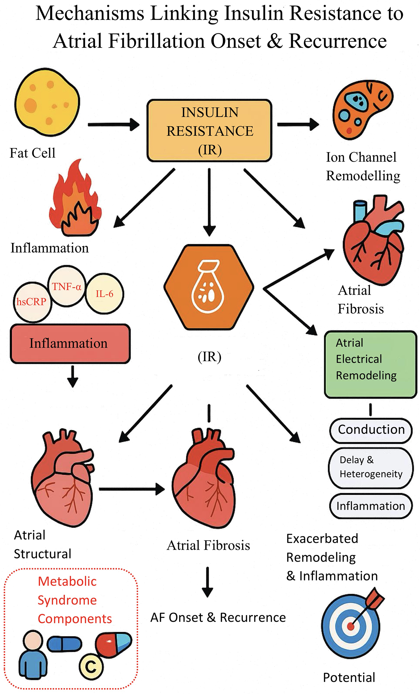 Flowchart illustrating mechanisms linking insulin resistance (IR) to atrial fibrillation onset and recurrence. Arrows connect IR to fat cells, ion channel remodeling, atrial fibrosis, and inflammation. Inflammation involves hsCRP, TNF-α, and IL-6. Atrial fibrosis leads to electrical remodeling, conduction delay, and exacerbated remodeling, contributing to atrial fibrillation (AF) onset and recurrence. Additional elements include metabolic syndrome components and a target representing potential.