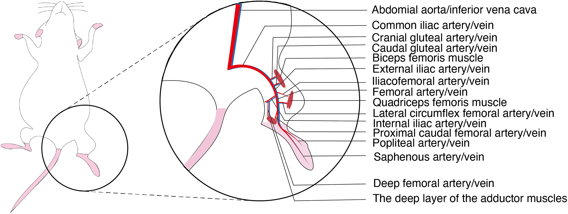 Diagram of a rodent with an enlarged view highlighting the vascular and muscular structures in the hind limb. Labels include abdominal aorta, inferior vena cava, common iliac artery, and various muscles and veins, such as biceps femoris and femoral artery.