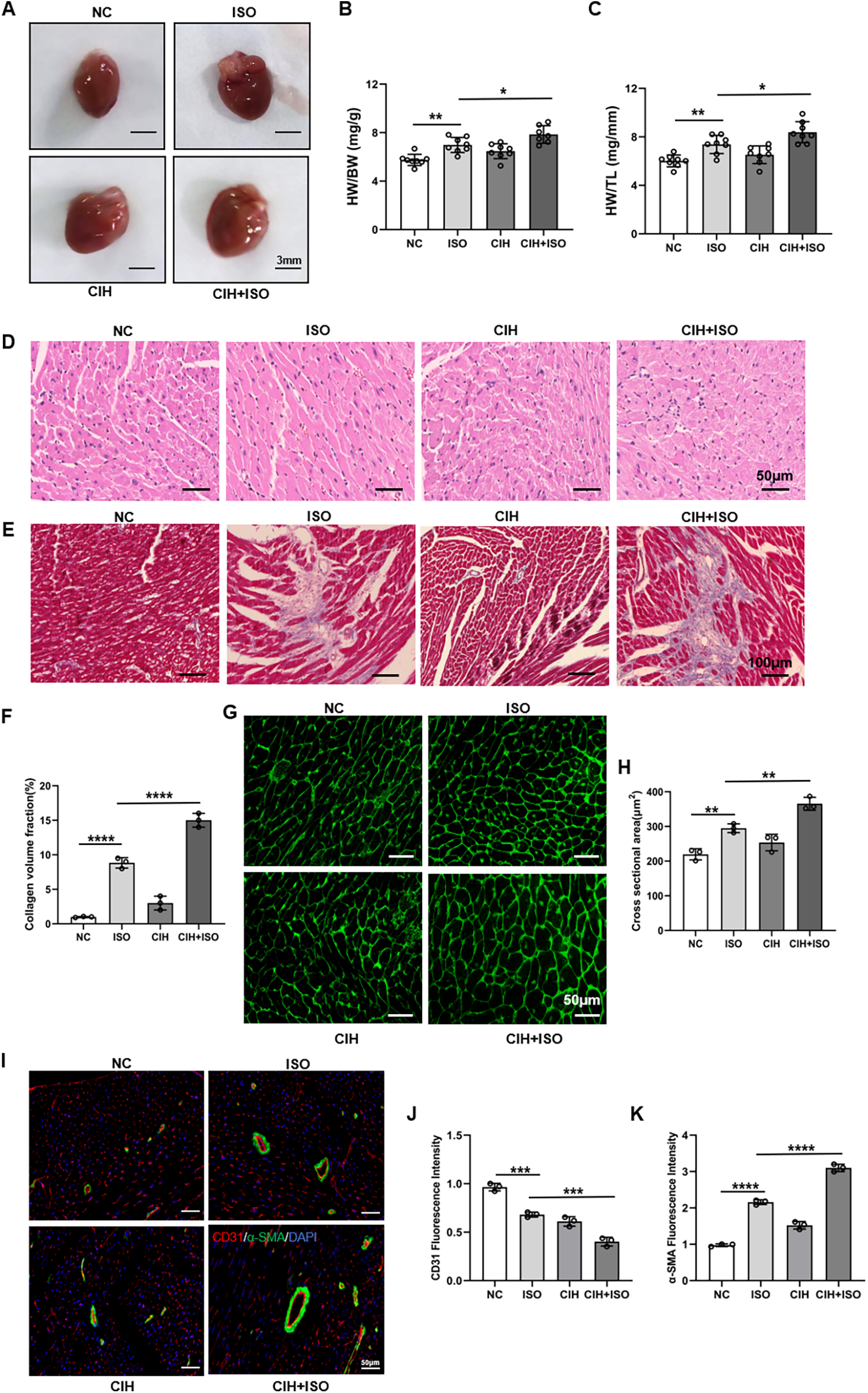 Panel of images and graphs analyzing cardiac effects under different conditions: NC, ISO, CIH, and CIH+ISO. (A) Shows hearts from each condition. (B) and (C) Bar graphs compare heart weight ratios. (D) and (E) Microscopic images display tissue structure and collagen presence. (F) Bar graph indicates collagen volume percentages. (G) Displays fluorescence images of tissue cross-sections. (H) Bar graph compares cross-sectional area. (I) Fluorescent images show protein markers. (J) and (K) Graphs show fluorescence intensity for CD31 and α-SMA, respectively. Statistical significance is indicated with asterisks.