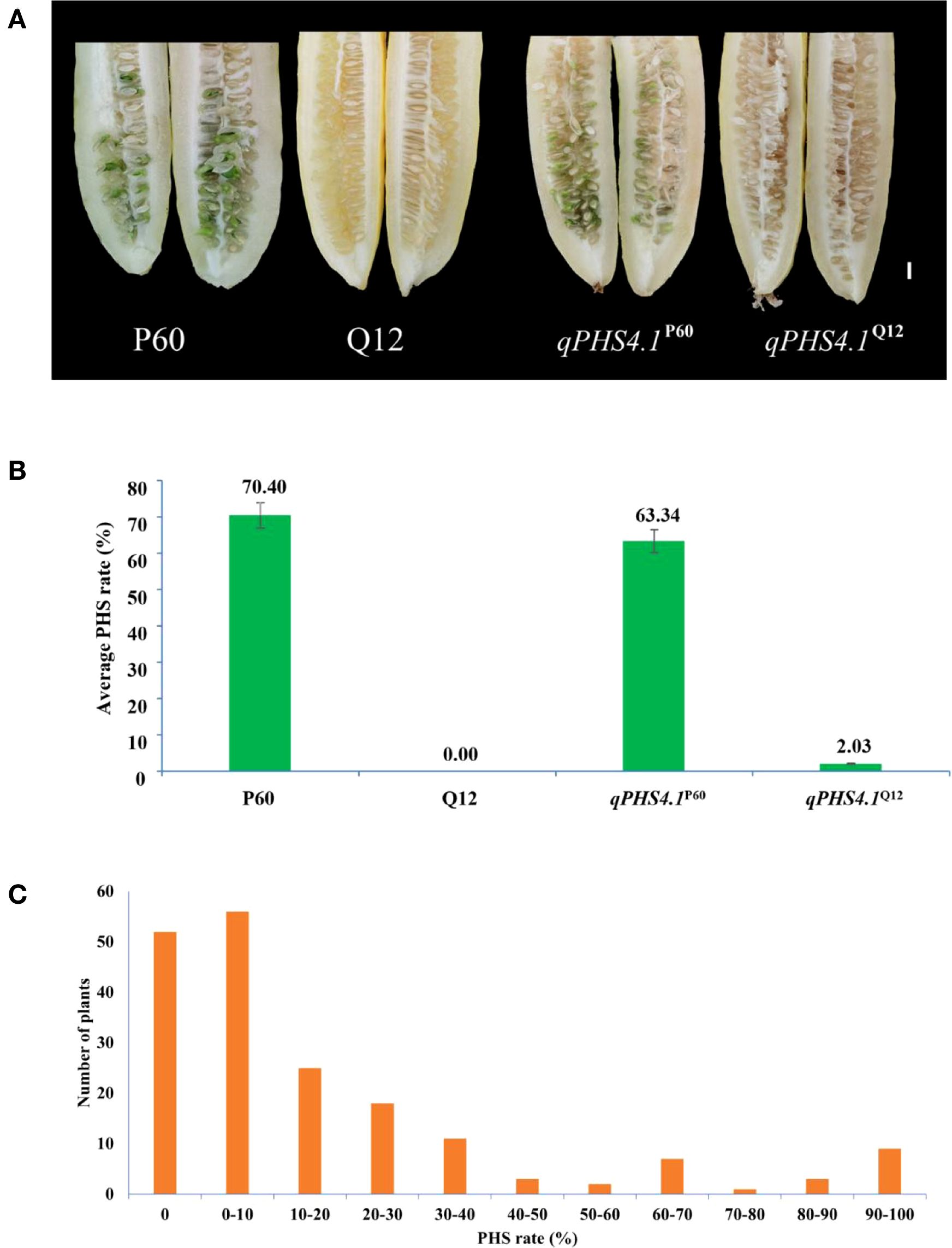 Panel A shows cut cucumber fruits with visible seeds, labeled P60, Q12, qPHS4.1^P60, and qPHS4.1^Q12. Panel B is a bar graph illustrating the average pre-harvest sprouting (PHS) rates, with P60 showing 70.4 percent, Q12 at 0 percent, qPHS4.1^P60 at 63.34 percent, and qPHS4.1^Q12 at 2.03 percent. Panel C is a bar graph displaying the distribution of plants based on PHS rates, with most plants in the 0-10 percent range.