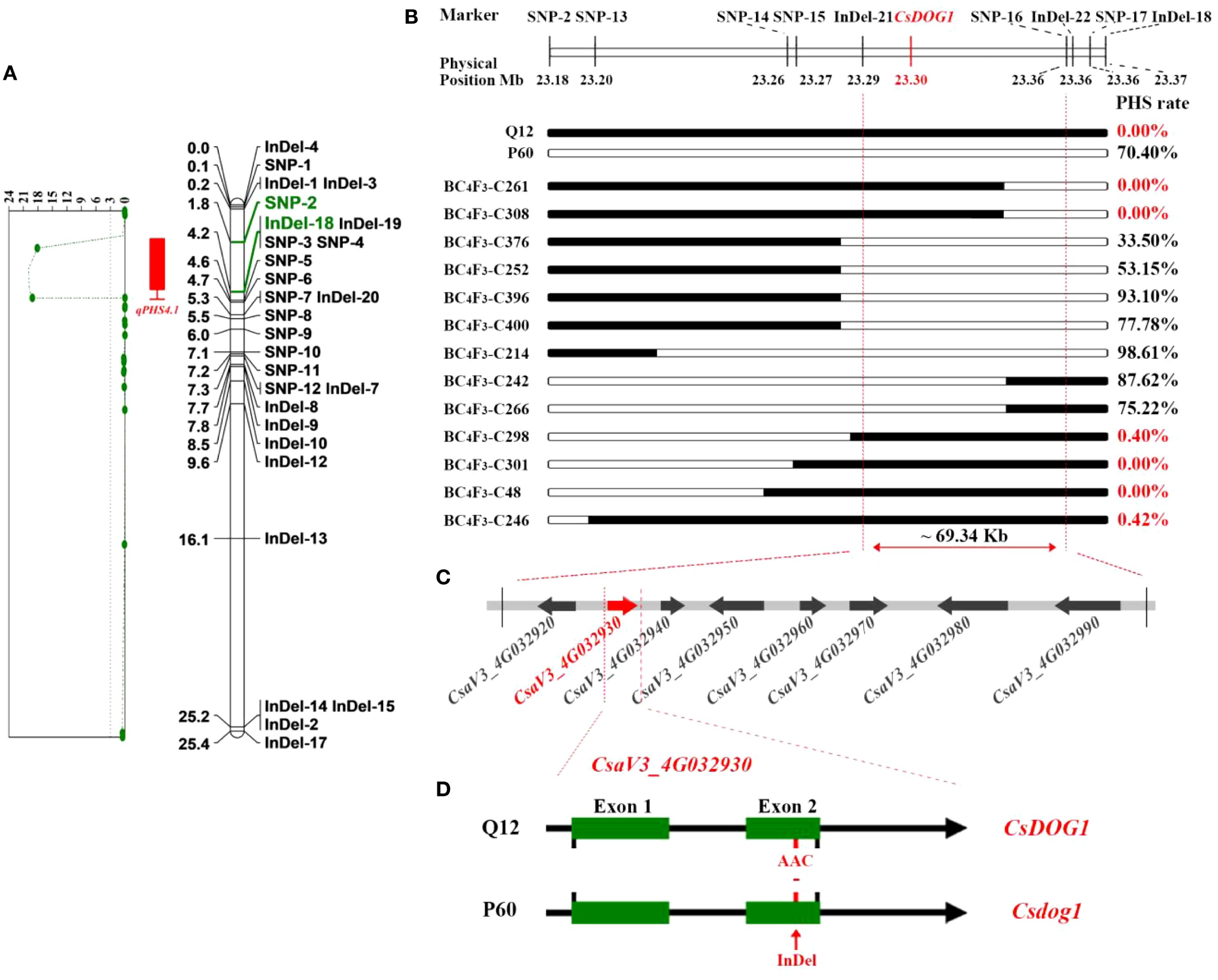 Genetic analysis diagram with four panels: A) A chromosome map with markers SNP and InDel locations; B) Bar graph depicting PHS rate percentages for different samples related to physical positions; C) Genetic locus with the CsaV3_4G032930 gene highlighted, spanning approximately 69.34 Kb; D) Gene structure showing two exons for CsDOG1 with site-specific annotations.