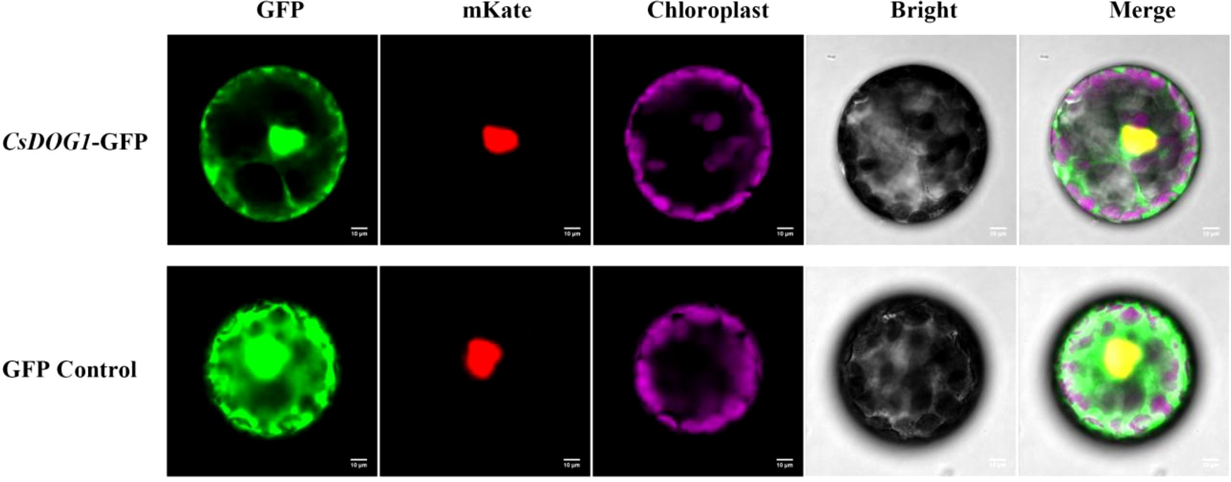 Five-panel image shows fluorescent microscopy results for CsDOG1-GFP and GFP Control samples. Panels display GFP fluorescence in green, mKate in red, Chloroplast in magenta, and Bright in grayscale, along with a merged image combining these colors. Each panel includes scale bars representing ten micrometers, demonstrating different fluorescence expressions and overlays within the samples.