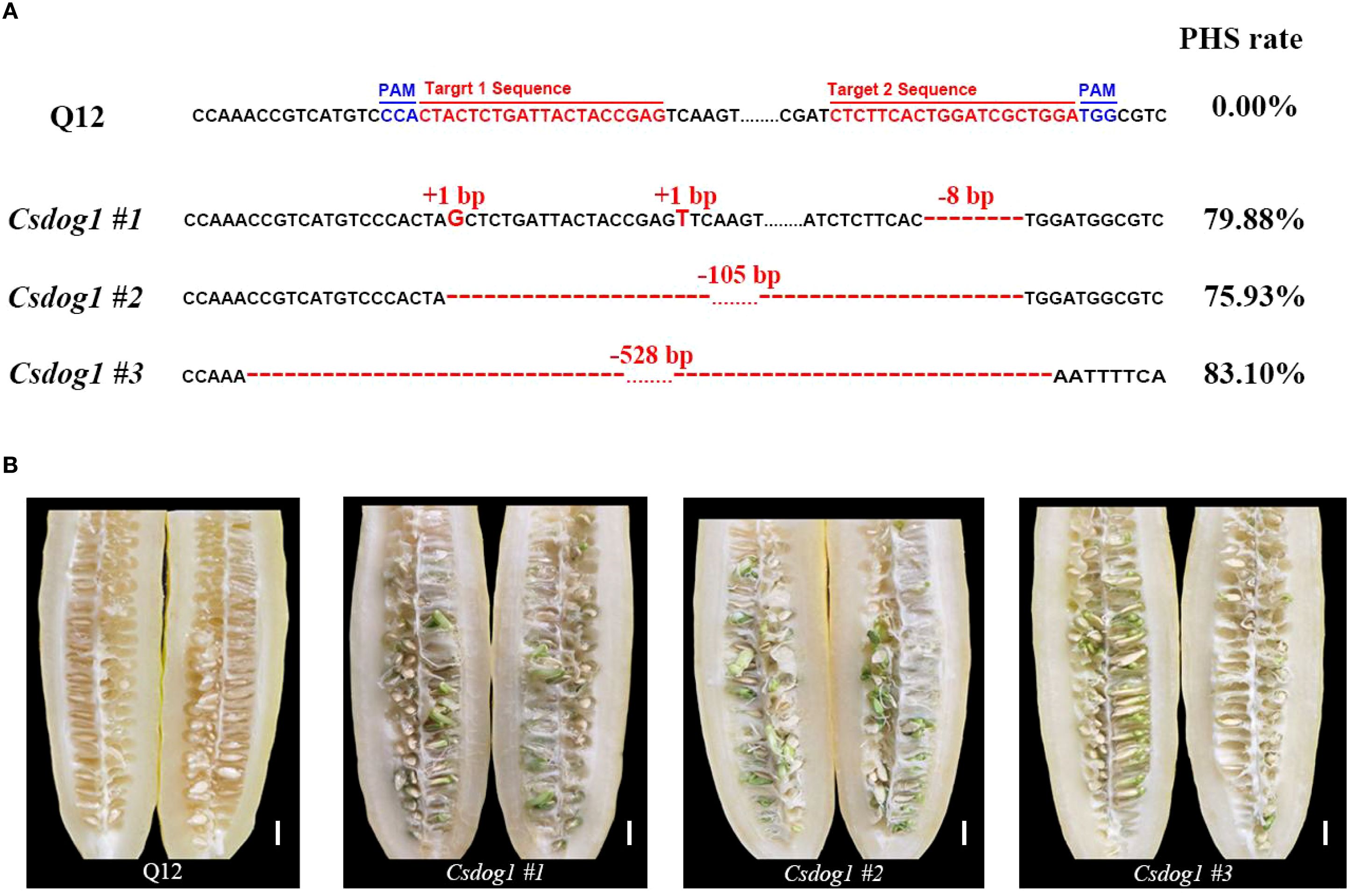 Panel A displays genetic sequences of Q12 and Csdog1 variants, highlighting insertions and deletions with corresponding Pre-Harvest Sprouting (PHS) rates. Panel B shows longitudinal cross-sections of seeds for Q12 and Csdog1 variants, illustrating varying degrees of sprouting.