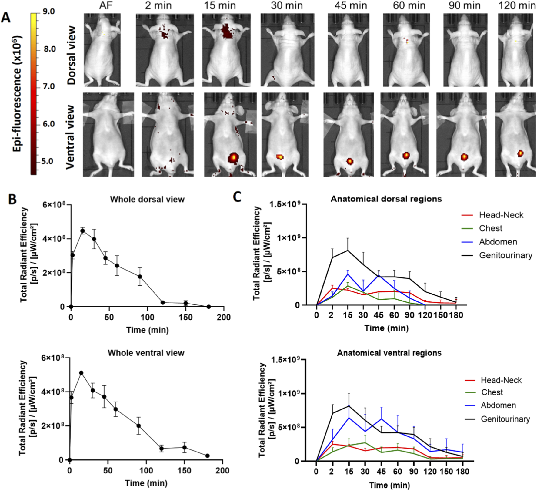 A composite image showing panels A, B, and C. Panel A includes dorsal and ventral views of a female mouse at various time intervals from autofluorescence to 120 minutes after IV administration, with a color scale indicating epi-fluorescence intensity. Panel B displays a graph of total radiant efficiency over time for whole dorsal and ventral views. Panel C shows graphs of total radiant efficiency over time for anatomical regions (head-neck, chest, abdomen, genitourinary) in different colors. The graphs include error bars.