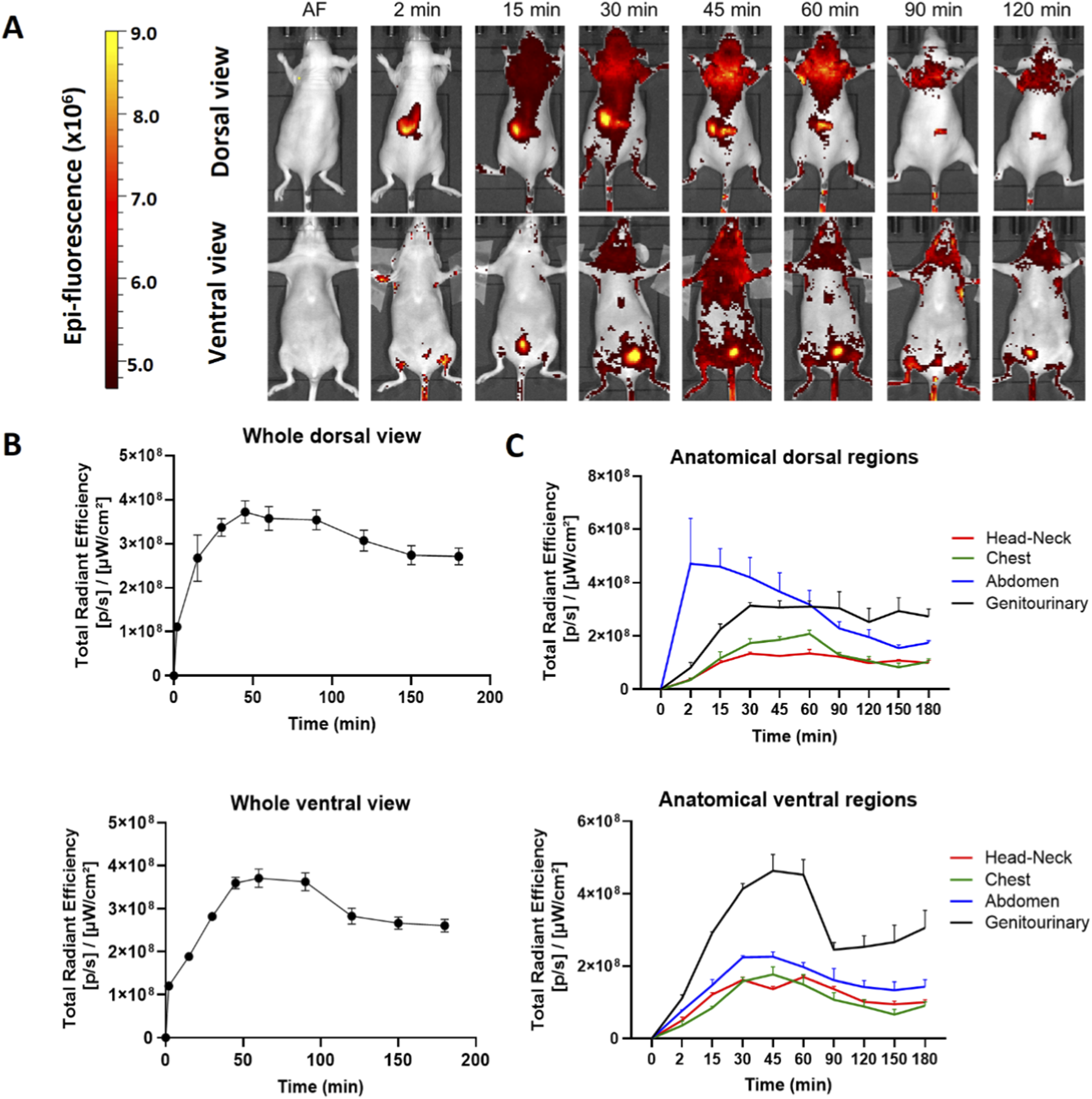 A multi-panel figure showing fluorescence imaging and data analysis in female mice. Panel A displays dorsal and ventral views with a color scale for fluorescence intensity over time points from autofluorescence (AF) to 120 minutes after SC administration. Panel B presents line graphs of total radiant efficiency over time for whole dorsal and ventral views. Panel C features line graphs showing radiant efficiency in specific anatomical dorsal and ventral regions—head- neck, chest, abdomen, and genitourinary areas—over time.