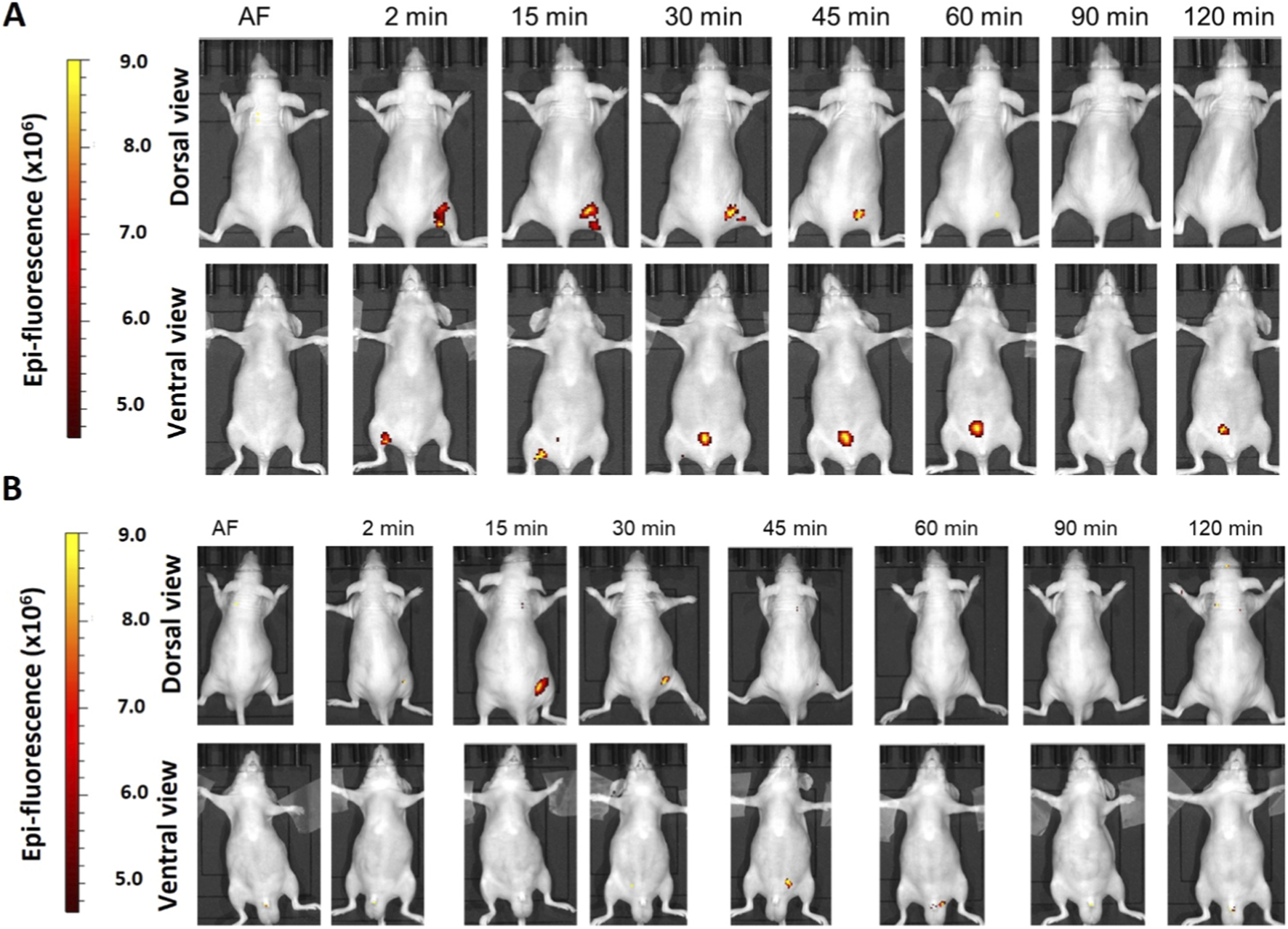Time-lapse images showing mice from dorsal and ventral views of female and male mice, illustrating epi-fluorescence intensity changes over time at intervals from initial IM administration (AF) to 120 minutes. Panels labeled A and B present different sets of data. Fluorescence intensity is color-coded from red to yellow, increasing along the scale shown left.