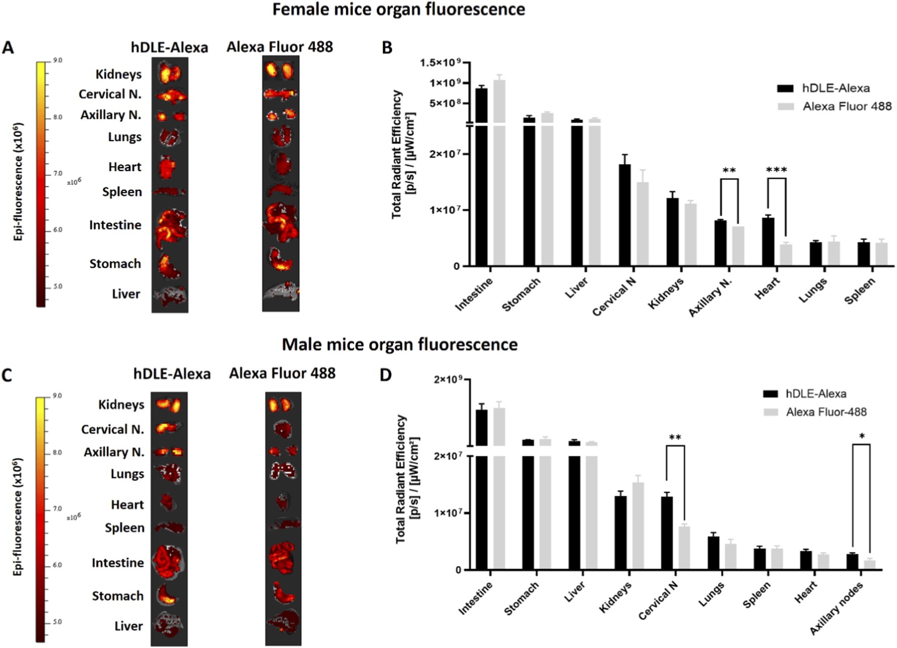 Fluorescence imaging and bar charts of organ fluorescence in female and male mice after ORO administration. Panels A and C show epi-fluorescence images of various organs labeled with hDLE-Alexa and Alexa Fluor 488. Panels B and D display bar graphs comparing total radiant efficiency, with variations in fluorescence levels between different organs for both dyes. Significant differences are noted, highlighting distinct fluorescence patterns.