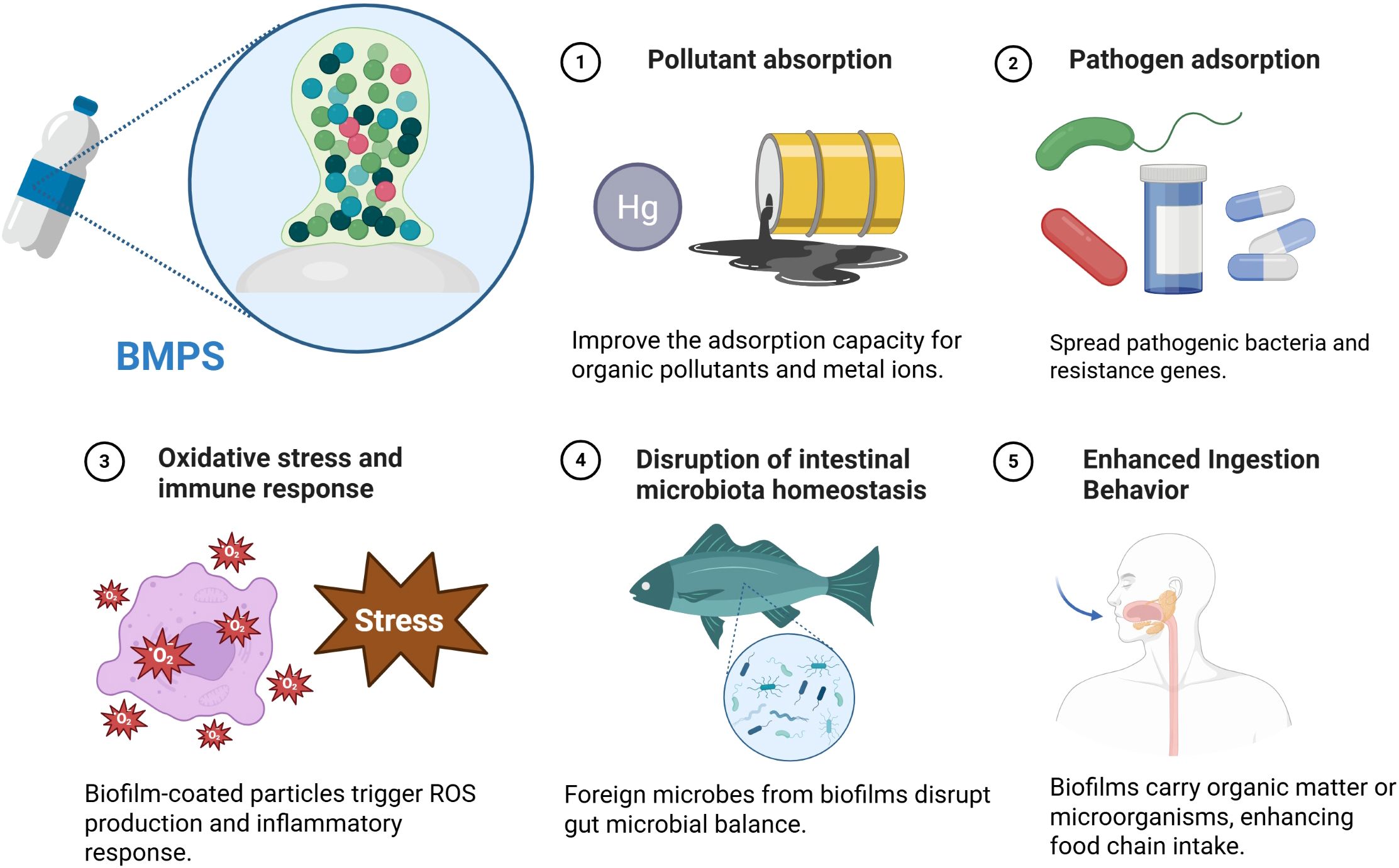 A chart illustrating the impact of biofilm-coated microplastic (BMPS). It includes five effects: It includes five effects: 1) absorption of pollutants, 2) attachment of bacteria and other pathogens, 3) causing oxidative stress and immune response in organisms, 4) destruction of gut microbiota, and 5) leading to increased food chain intake.