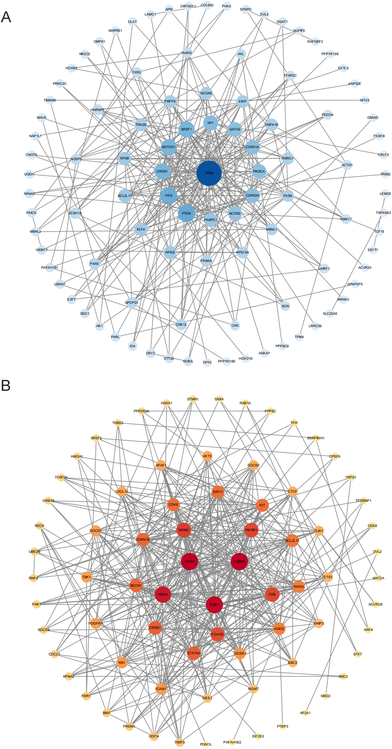 Two network diagrams labeled A and B display interconnected nodes with varying colors. In diagram A, a central dark blue node labeled TP53 connects to lighter blue nodes, showing multiple interactions. Diagram B features a central red node labeled ESR1, with surrounding nodes in shades of orange and yellow, indicating another network of interactions. Lines represent connections between nodes, highlighting complex relationships.