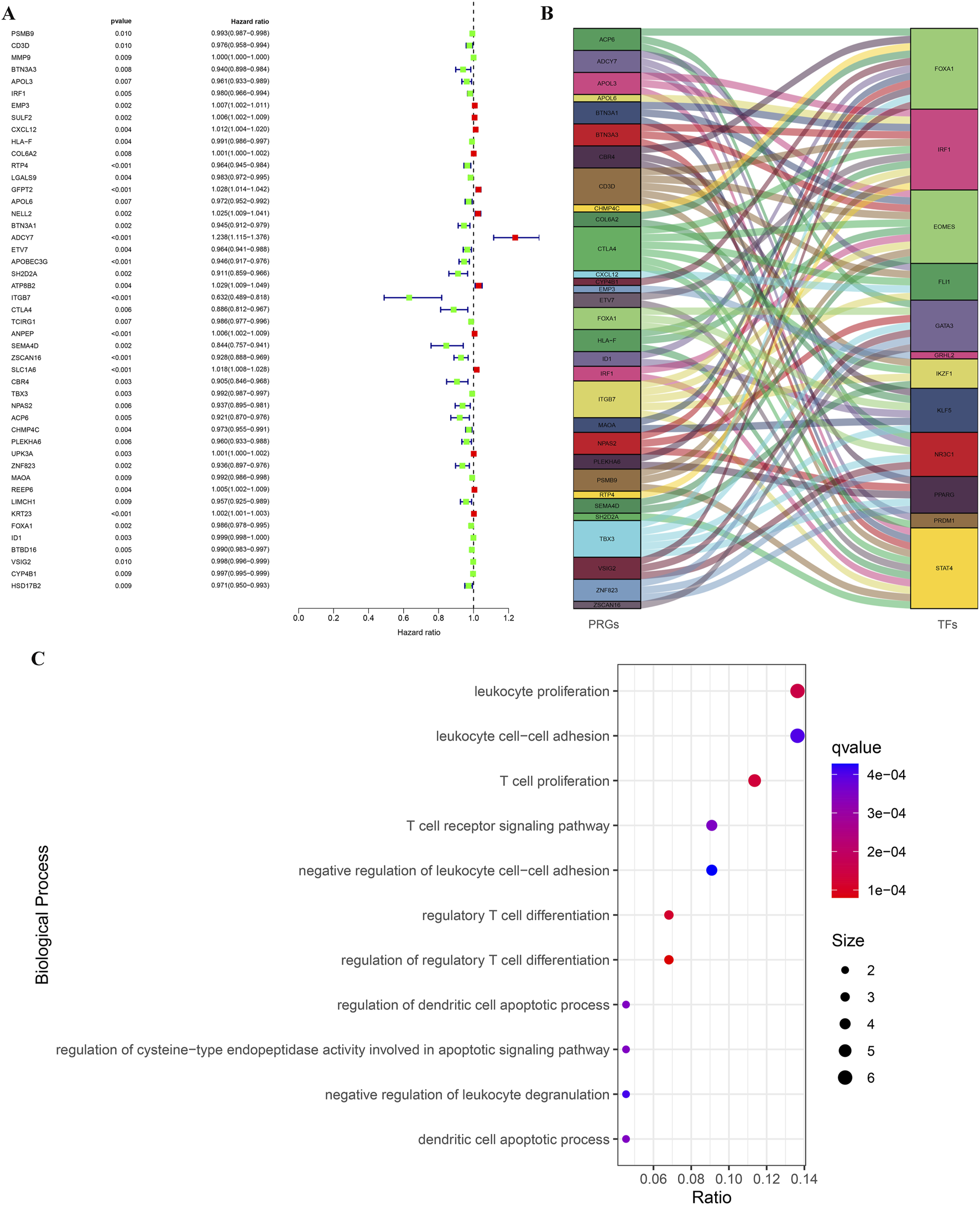 A composite image contains three panels: A, B, and C. Panel A is a forest plot depicting hazard ratios for various genes, with different colors and markers indicating significance levels. Panel B is a Sankey diagram showing connections between predictor genes (PRGs) and transcription factors (TFs), each represented by colored blocks and lines. Panel C is a bubble chart displaying biological processes, with bubbles sized according to significance and colored by adjusted q-values. The horizontal axis represents ratios, while the vertical axis lists biological processes like leukocyte proliferation and T cell functions.
