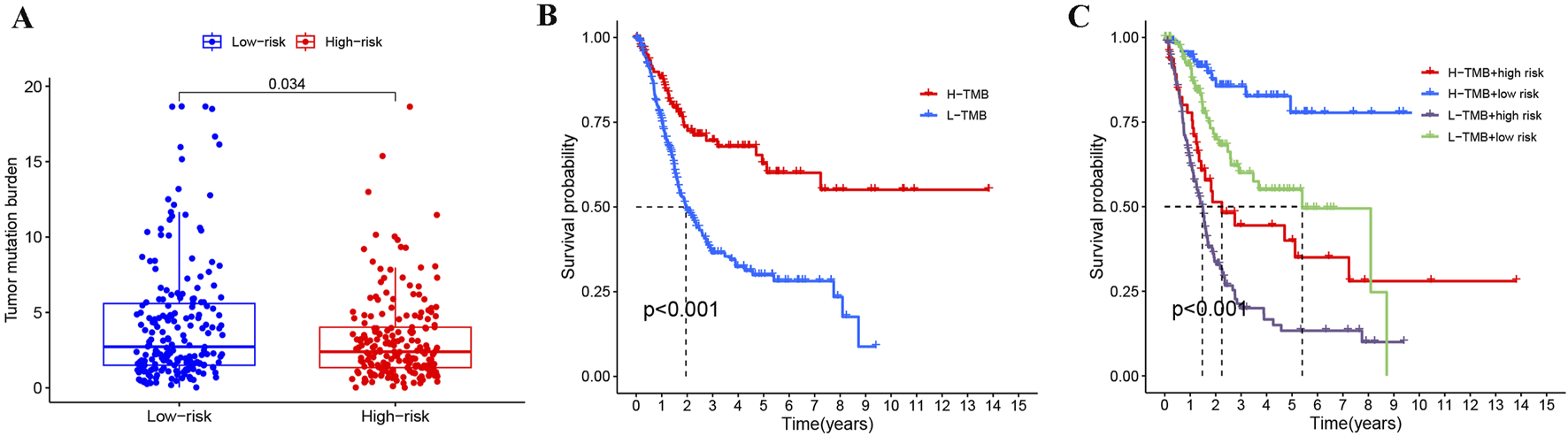 Panel A shows a box plot comparing tumor mutation burden between low-risk (blue) and high-risk (red) groups, with a significant difference at p = 0.034. Panel B presents a Kaplan-Meier survival curve contrasting high-TMB (red) and low-TMB (blue), with a significant p-value less than 0.001. Panel C illustrates survival probabilities for four groups: H-TMB high-risk (red), H-TMB low-risk (blue), L-TMB high-risk (purple), and L-TMB low-risk (green), also showing significant differences.