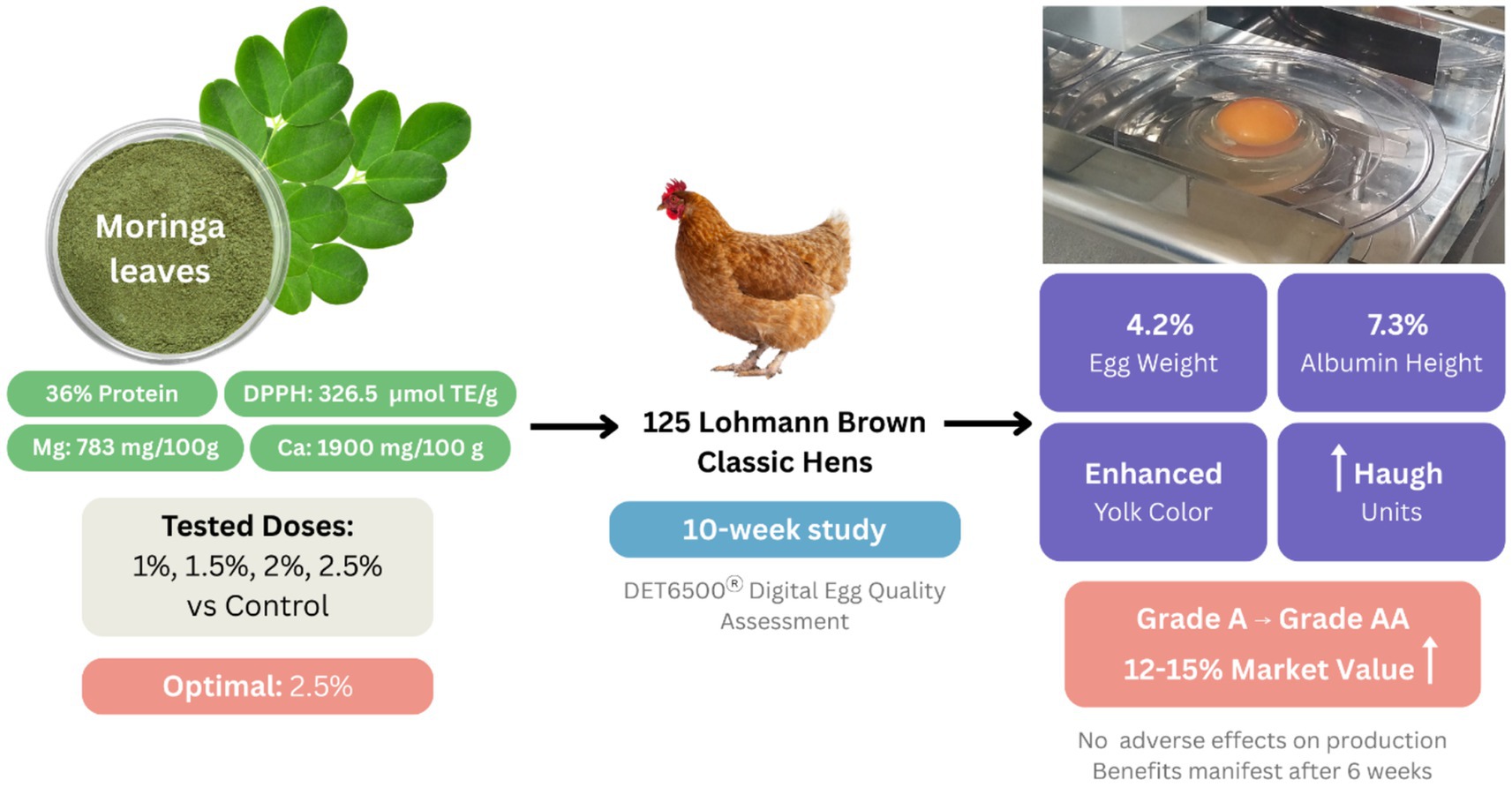 Study diagram showing the effects of Moringa leaves on hens and egg quality. Moringa leaves contain 36% protein, 326.5 µmol TE/g DPPH, 783 mg/100g Mg, and 1900 mg/100g Ca. Tested doses were 1% to 2.5%, with 2.5% being optimal. The study involved 125 Lohmann Brown Classic Hens over ten weeks, assessing egg quality digitally. Results showed a 4.2% increase in egg weight and a 7.3% increase in albumin height. Yolk color was enhanced, and Haugh units improved, upgrading eggs from Grade A to AA, with a 12-15% market value increase. Benefits appear after six weeks.
