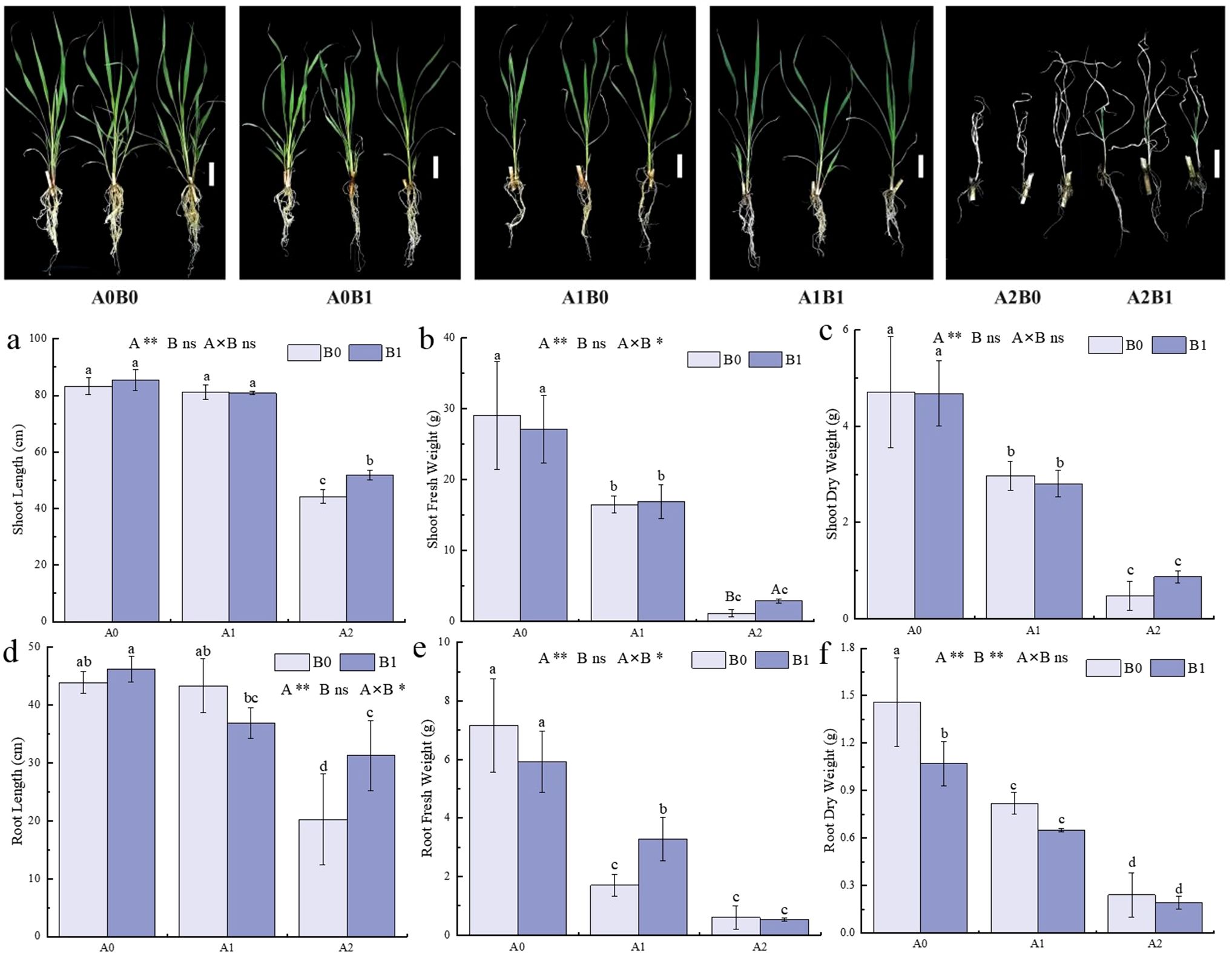 その他 123456 Frontiers | Synergistic alleviation effects of salt-tolerant
