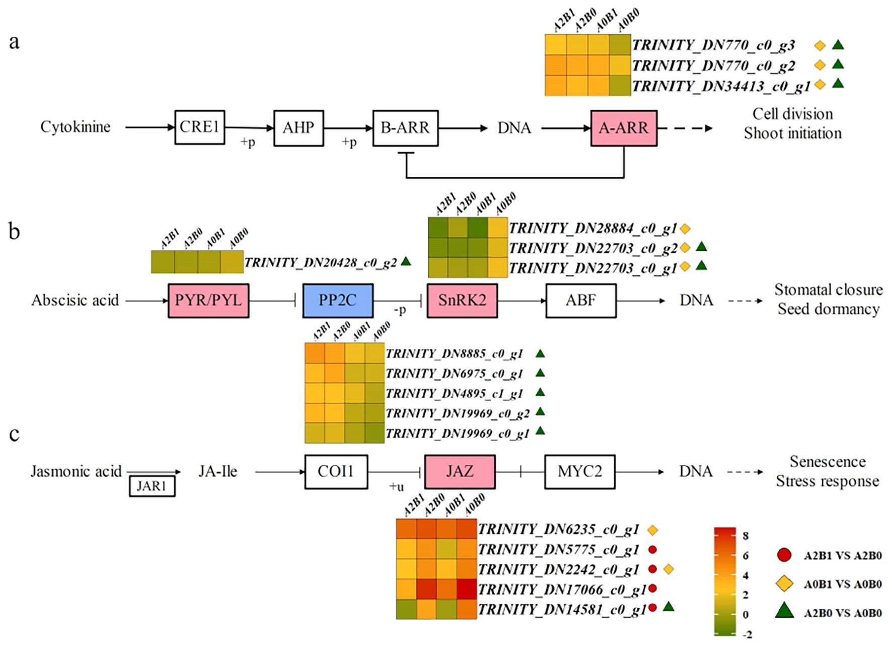 Frontiers | Synergistic alleviation effects of salt-tolerant