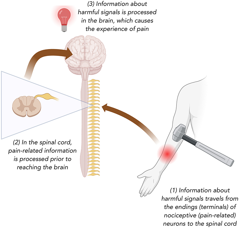 Diagram illustrating the pain pathway. A hammer impacts an arm, triggering a nociceptive signal in step 1, which travels to the spinal cord in step 2. The spinal cord processes this information before it reaches the brain. In step 3, the brain processes the signal, resulting in the experience of pain, indicated by a lightbulb icon.