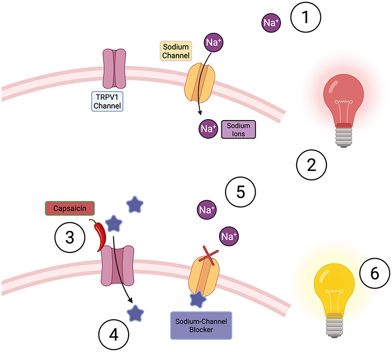Illustration of selective blockade of sodium ion channels in nociceptor cell membranes. The top section shows sodium ions passing through an open channel, represented by a red light bulb indicating activation. The bottom section shows capsaicin interacting with its channel, allowing a sodium-channel blocker to enter the cell and preventing ion passage. A yellow light bulb symbolizes pain inhibition.
