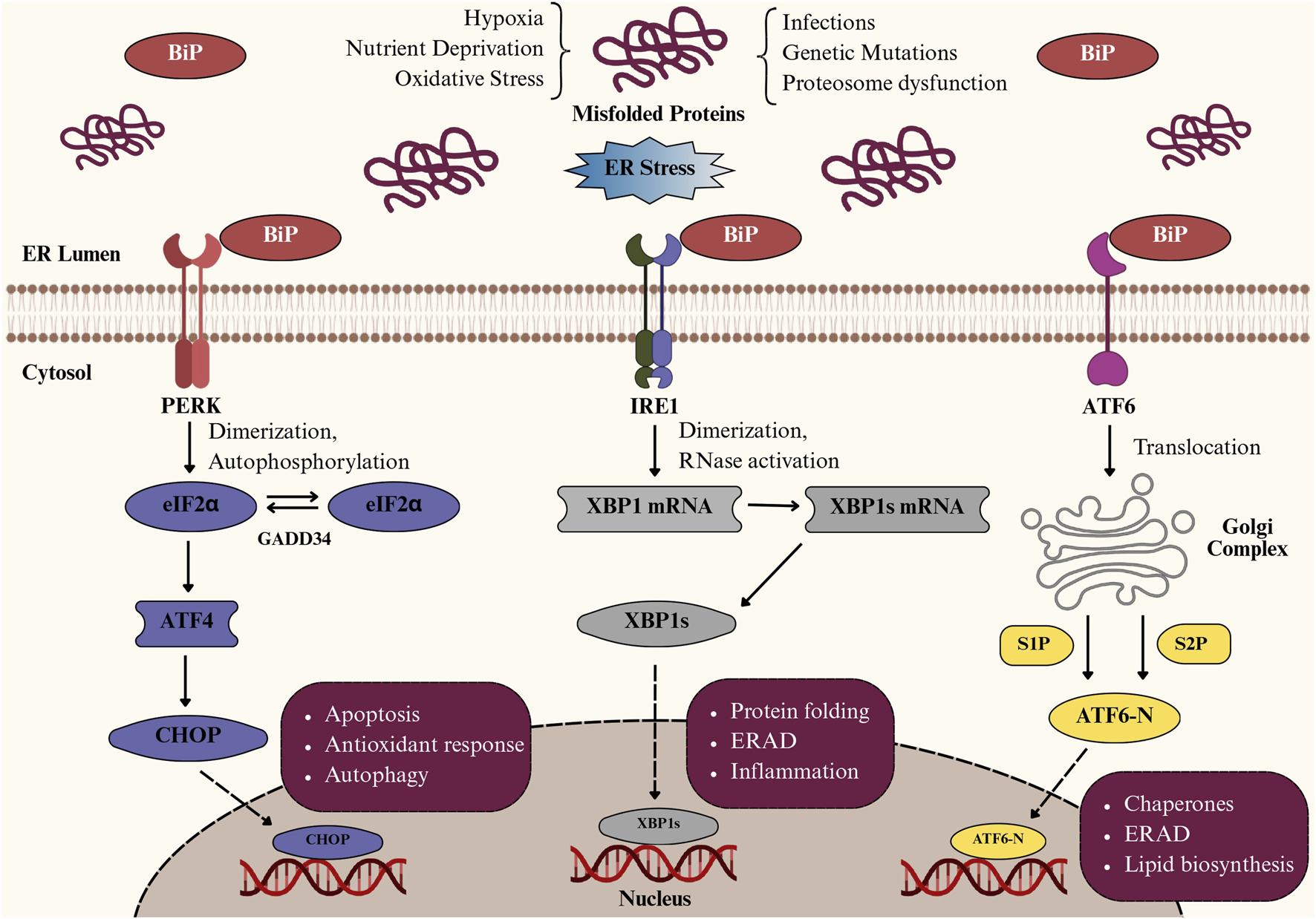 Diagram of ER stress pathways involving three major sensors: PERK, IRE1, and ATF6. Misfolded proteins trigger these pathways due to stressors like hypoxia and nutrient deprivation. PERK leads to ATF4 and CHOP activation, impacting apoptosis and autophagy. IRE1 activates XBP1, affecting protein folding and inflammation. ATF6 translocates to the Golgi complex and leads to ATF6-N, influencing chaperones and lipid biosynthesis. Components include BiP, shown detaching from sensors, indicating activation of pathways.