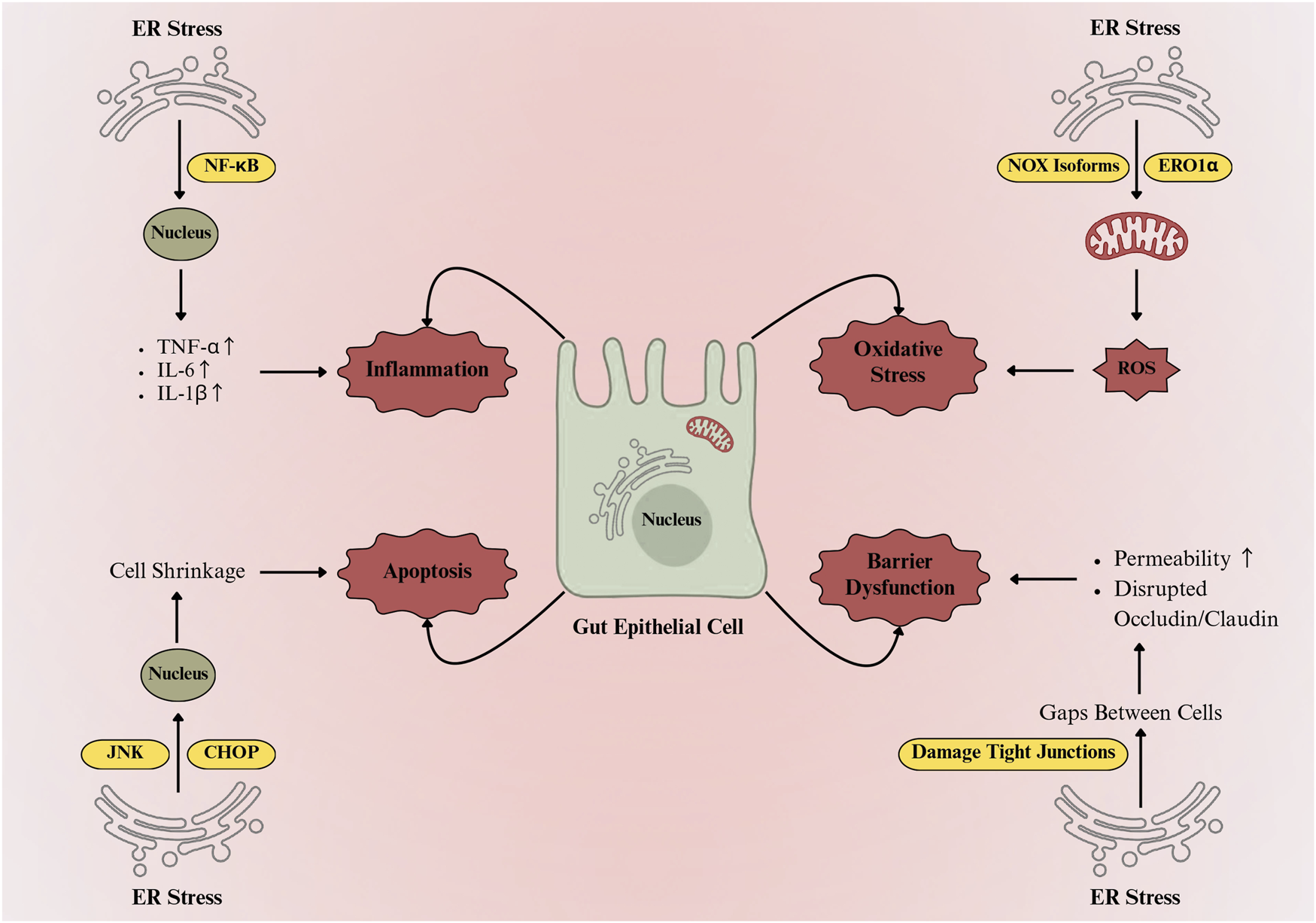Diagram showing endoplasmic reticulum (ER) stress effects on gut epithelial cells. ER stress leads to inflammation via NF-kB and cytokines, apoptosis through JNK and CHOP, oxidative stress via NOX isomers and ERO1α causing ROS production, and barrier dysfunction, indicated by increased permeability and tight junction disruption. Arrows indicate causal pathways.