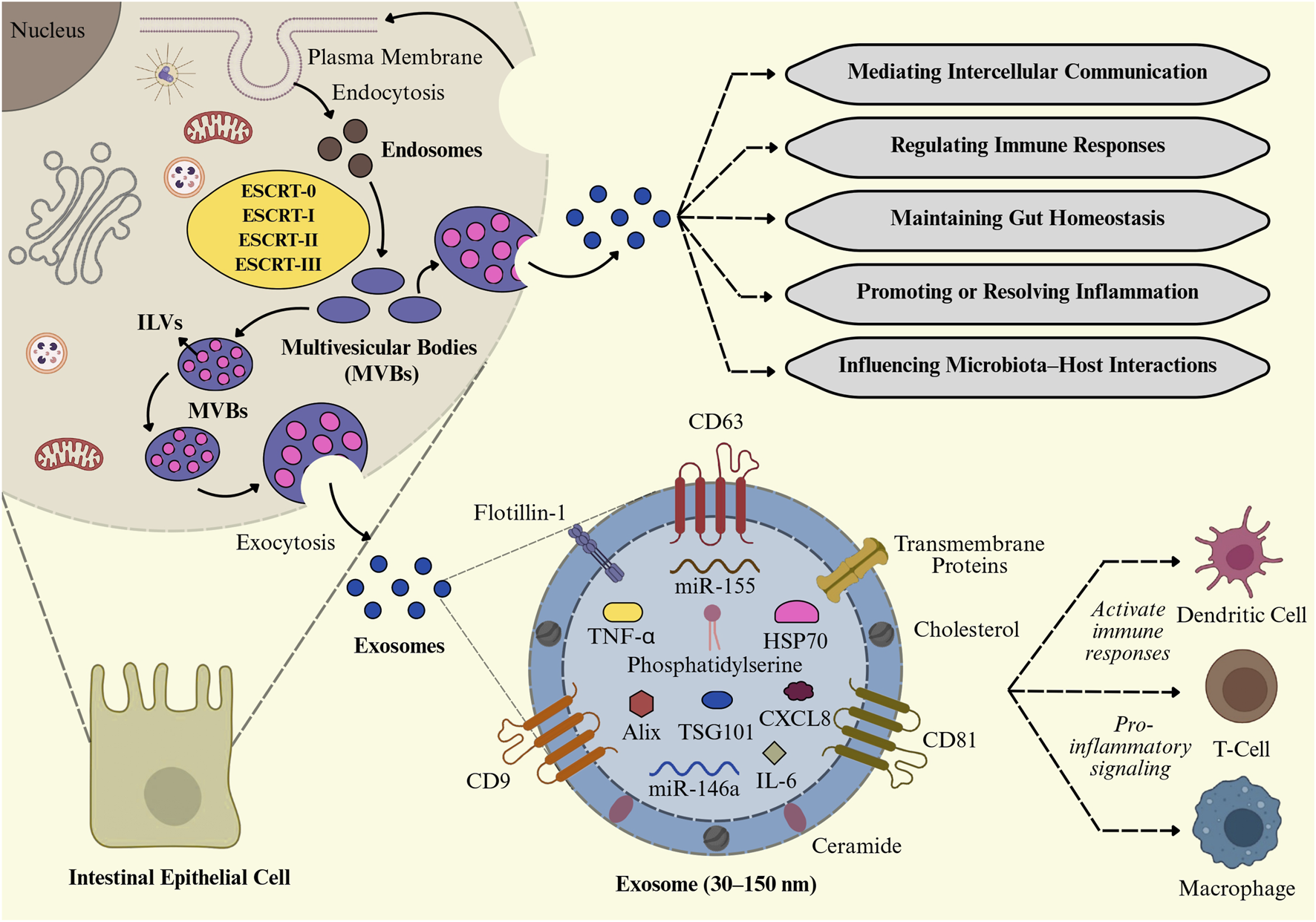 Diagram illustrating the formation and functions of exosomes. Exosomes are formed inside intestinal epithelial cells via endocytosis and multivesicular bodies, utilizing the ESCRT pathway. They are released through exocytosis and perform roles such as mediating intercellular communication, regulating immune responses, and maintaining gut homeostasis. The exosome structure includes proteins like CD63 and CD9 and molecules like miR-155 and TNF-α. Exosomes interact with dendritic cells, T-cells, and macrophages to activate immune responses and pro-inflammatory signaling. Functions include influencing microbiota-host interactions and promoting or resolving inflammation.