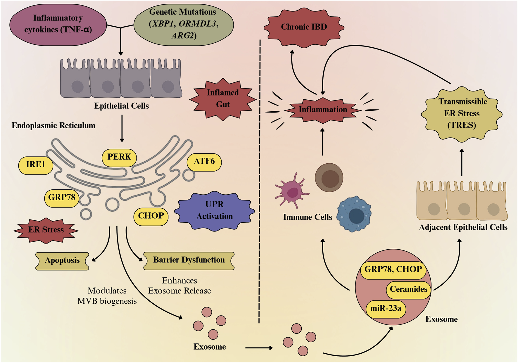 Diagram illustrating the process of endoplasmic reticulum stress in epithelial cells due to inflammatory cytokines and genetic mutations. It shows the role of ER stress in activating UPR, causing apoptosis, and barrier dysfunction, leading to exosome release. These processes contribute to inflammation and chronic IBD. Inflammation impacts immune cells and causes transmissible ER stress to adjacent epithelial cells. Key proteins and mutations involved are highlighted.