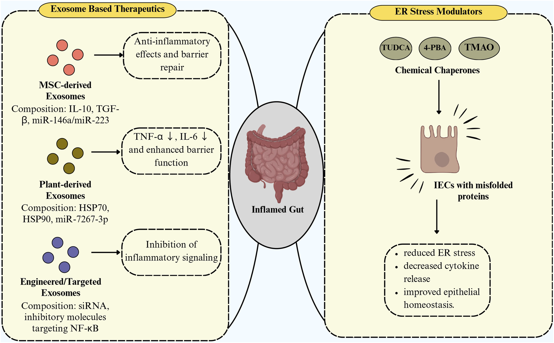 Diagram showing therapeutic approaches for an inflamed gut. On the left, exosome-based therapeutics: MSC-derived exosomes with IL-10, TGF-beta, miR-146a, and miR-223 for anti-inflammatory effects and barrier repair; plant-derived exosomes with HSP70, HSP90, miR-7267-3p for reduced TNF-alpha and IL-6; engineered exosomes with siRNA targeting NF-kB to inhibit inflammatory signaling. On the right, ER stress modulators: TUDCA, 4-PBA, and TMAO as chemical chaperones for intestinal epithelial cells with misfolded proteins, reducing ER stress, cytokine release, and improving epithelial homeostasis.