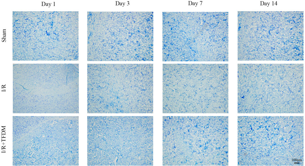 Microscopic images of tissue samples are shown in a grid with three rows labeled Sham, I/R, and I/R + TFEDM, and four columns labeled Day 1, Day 3, Day 7, and Day 14. Each image displays varying degrees of blue staining, indicating changes over time and treatments. A scale bar in the lower right corner indicates 100 micrometers.