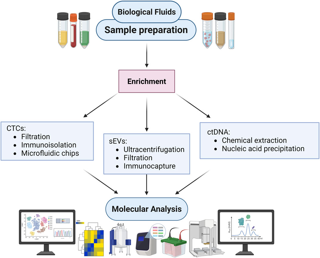 Flowchart illustrating the process from biological fluids to molecular analysis. It begins with sample preparation, followed by enrichment. The enrichment is divided into three categories: CTCs using filtration, immunoisolation, and microfluidic chips; sEVs using ultracentrifugation, filtration, and immunocapture; and ctDNA using chemical extraction and nucleic acid precipitation. The final stage is molecular analysis, depicted with icons of computers and laboratory equipment.