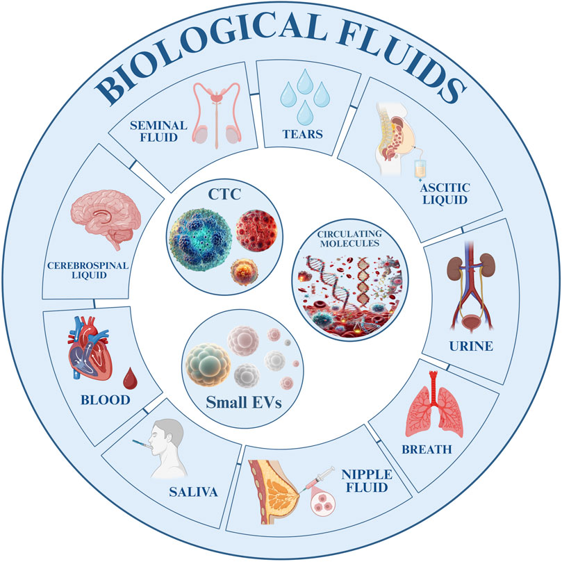 Diagram of biological fluids with labeled sections: seminal fluid, tears, ascitic liquid, urine, breath, nipple fluid, saliva, blood, cerebrospinal liquid. Center sections show CTC, small extracellular vesicles, and circulating molecules, each illustrated with relevant images.