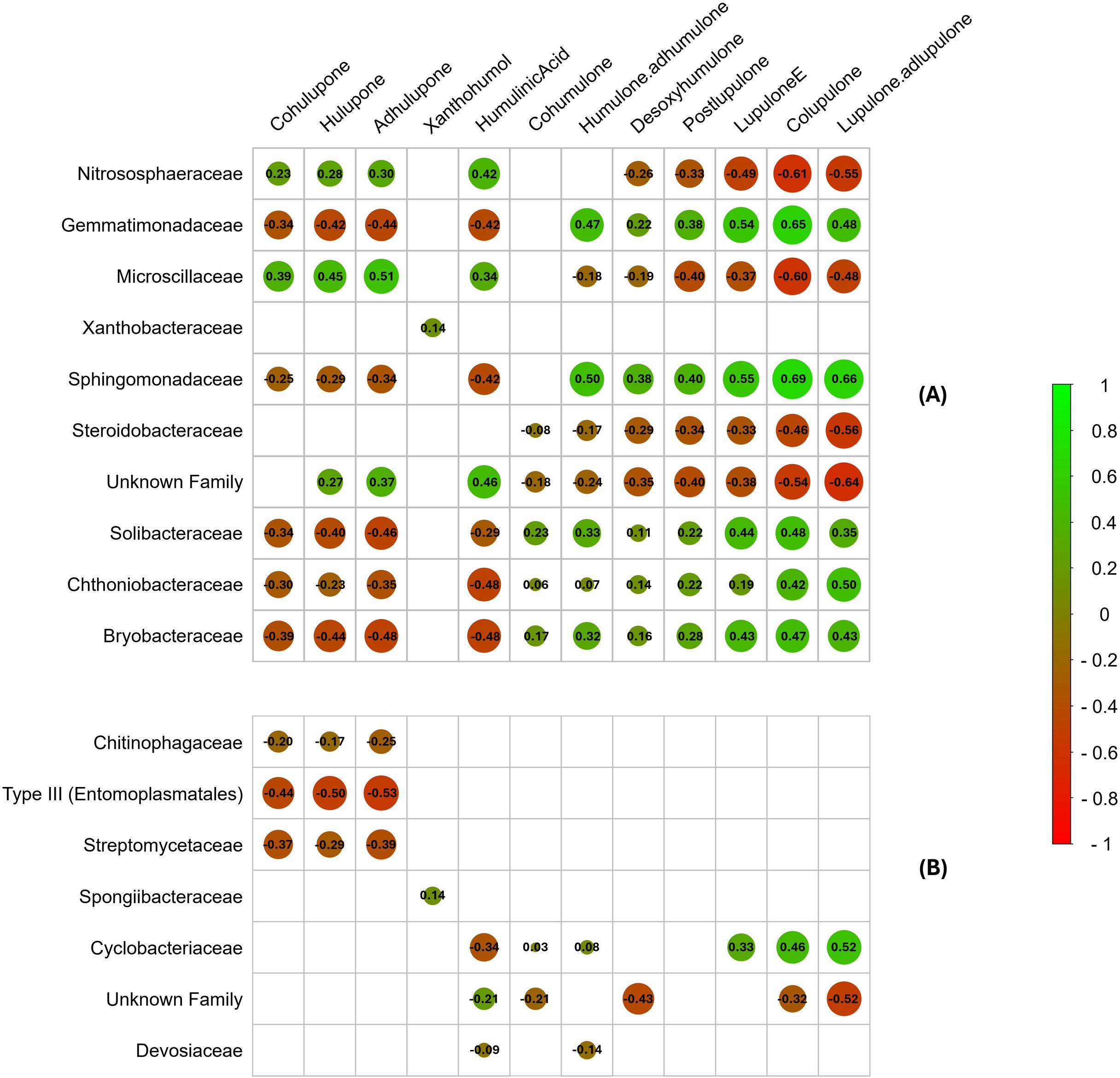 Heatmap depicting correlations between different bacterial families and compounds: Cohumulone, Huluopone, Adlupone, and others. The color scale ranges from green indicating positive correlation to red indicating negative correlation. Data is divided into two sections, A and B.