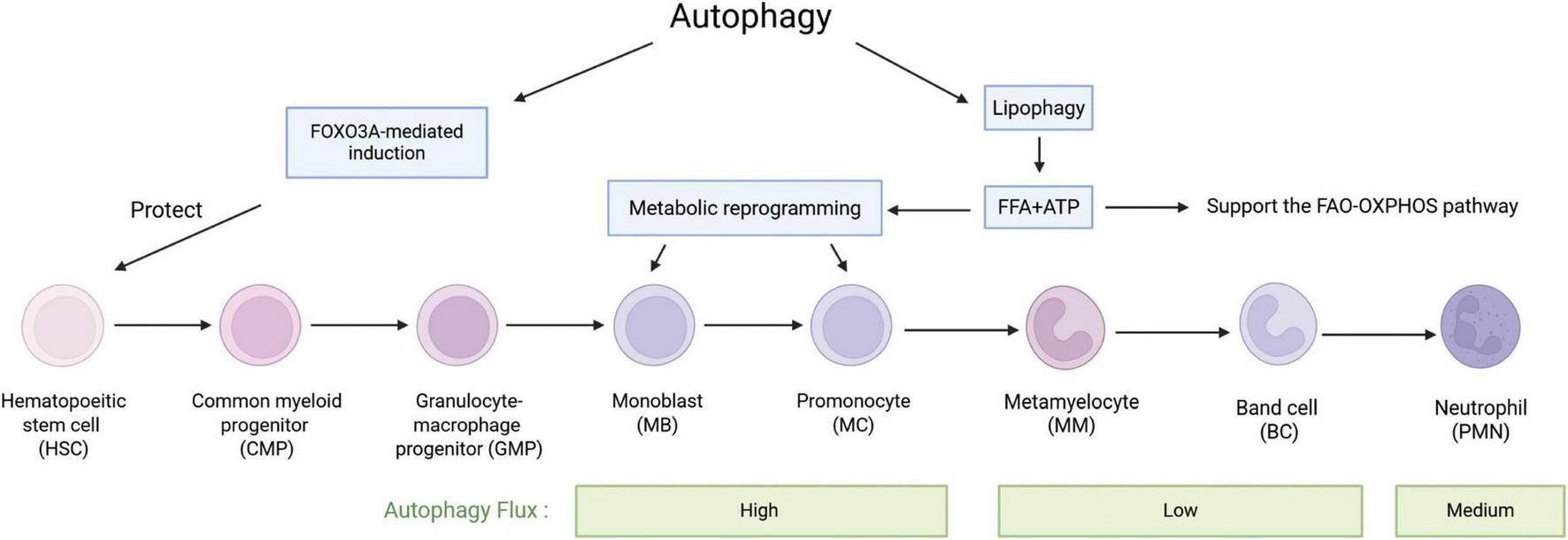 Flowchart illustrating stages of hematopoietic stem cell differentiation into neutrophils, highlighting autophagy processes. Includes FOXO3A induction, metabolic reprogramming, lipophagy, and FAO-OXPHOS pathway support. Autophagy flux levels are noted as high, low, and medium.