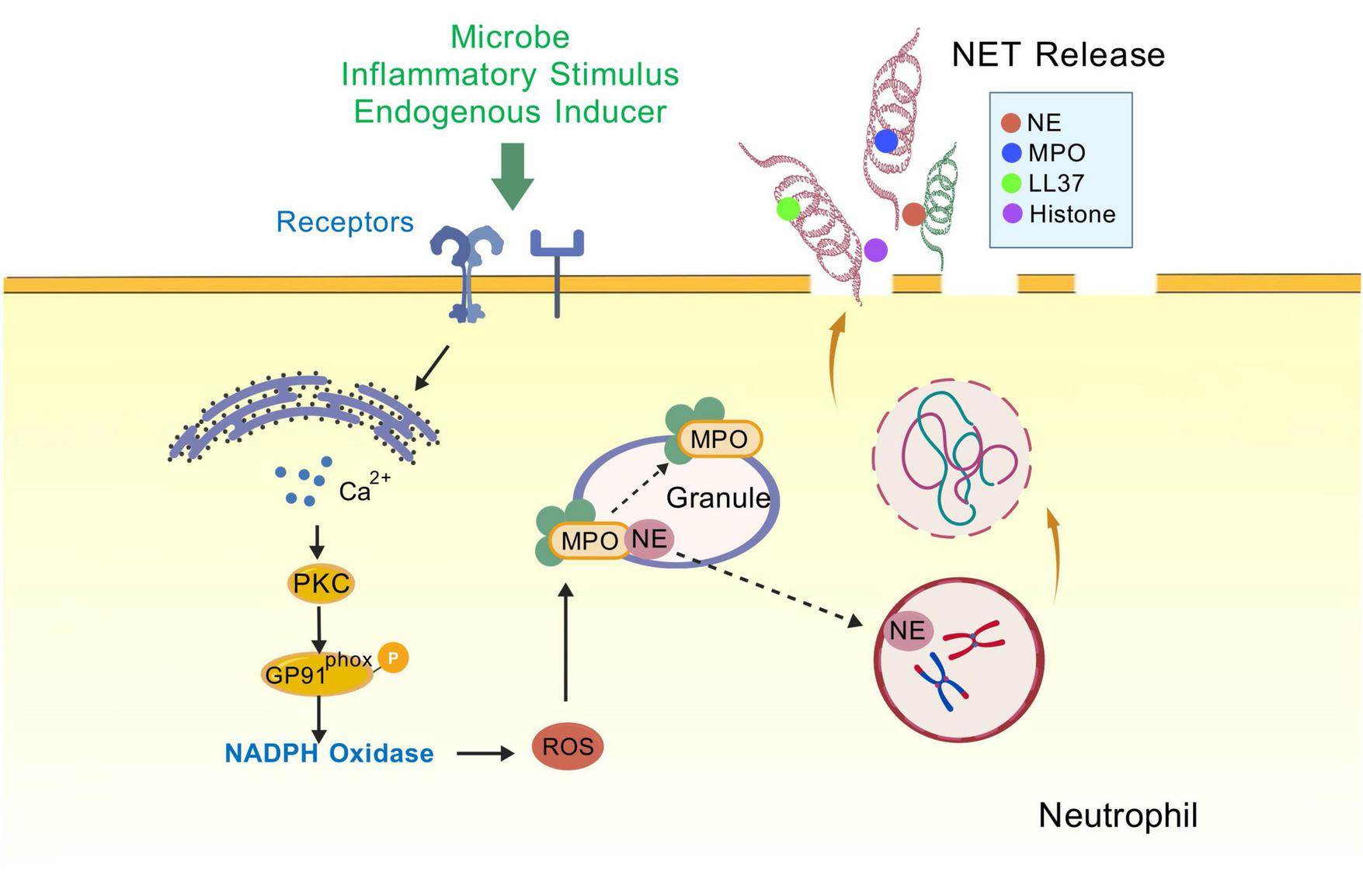 Diagram of the process of NET (Neutrophil Extracellular Trap) release. Microbes or stimuli activate receptors, triggering calcium signaling and activation of PKC and NADPH oxidase, producing ROS. Granules release components like NE and MPO, shown as circles. These components contribute to NET formation. The diagram includes a legend for symbols: NE (neutrophil elastase), MPO (myeloperoxidase), LL37, and histone. Components eventually lead to NET release from neutrophils.