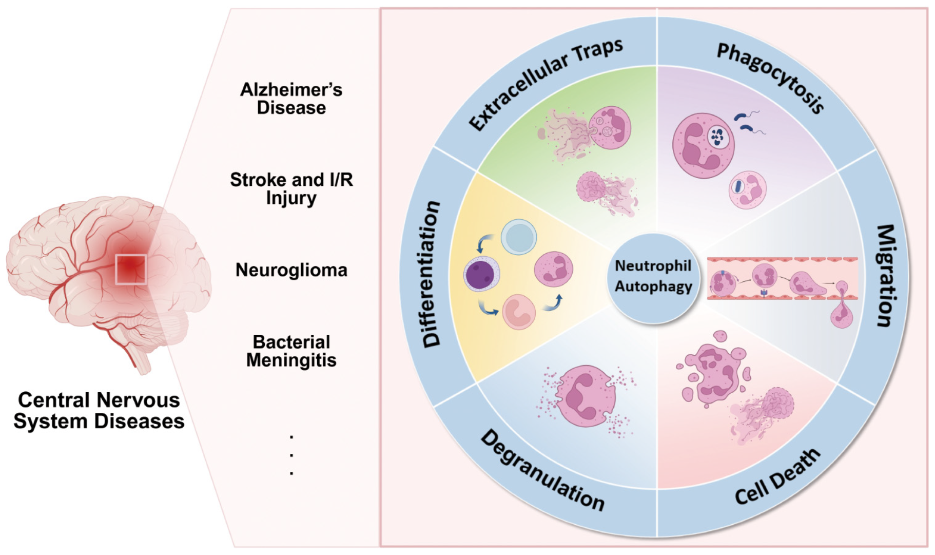 Diagram illustrating the role of neutrophil autophagy in central nervous system diseases such as Alzheimer’s, stroke, neuroglioma, and bacterial meningitis. The circular diagram segments include extracellular traps, phagocytosis, migration, cell death, degranulation, and differentiation. An image of a brain with a highlighted area accompanies the text.
