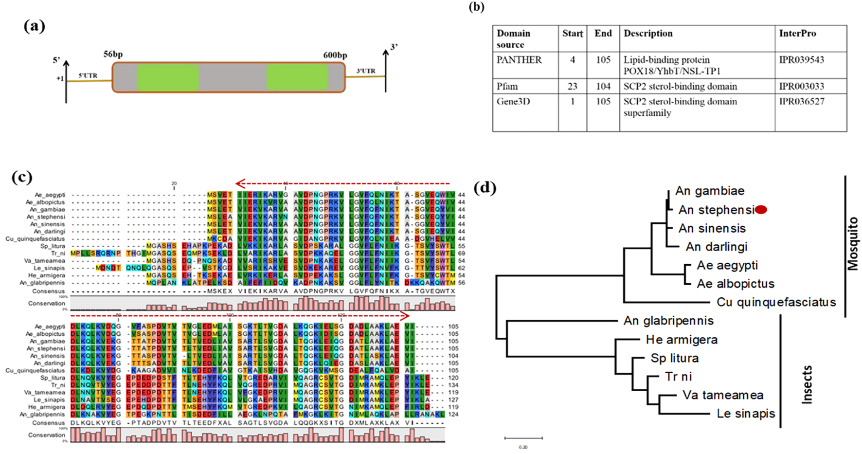 Diagram consisting of four panels: (a) Gene structure with 5' and 3' untranslated regions labeled, showing sections labeled 5'UTR, 600bp, and 3'UTR. (b) Table listing domain sources with descriptions, including PANTHER, Pfam, and Gene3D. (c) Multiple sequence alignment of various insect species, highlighting regions with color-coded residues and a conservation histogram below. (d) Phylogenetic tree depicting relationships among mosquito and other insect species, dividing them into distinct groups.