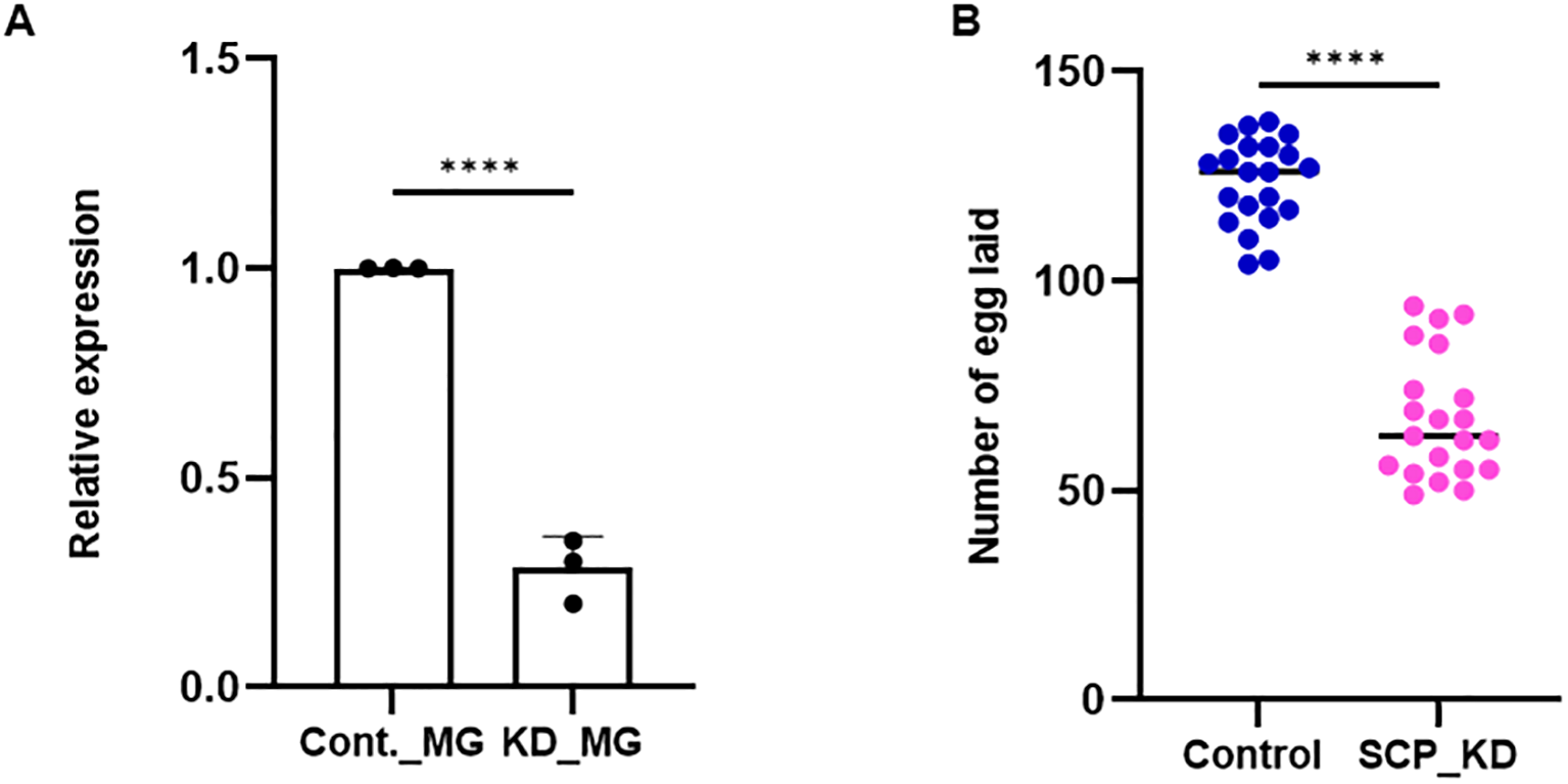 Bar and dot plot showing results of two experiments. Panel A: Relative expression levels in Cont._MG significantly higher than KD_MG. Panel B: Number of eggs laid in Control higher than SCP_KD. Both have significant differences marked by four asterisks.