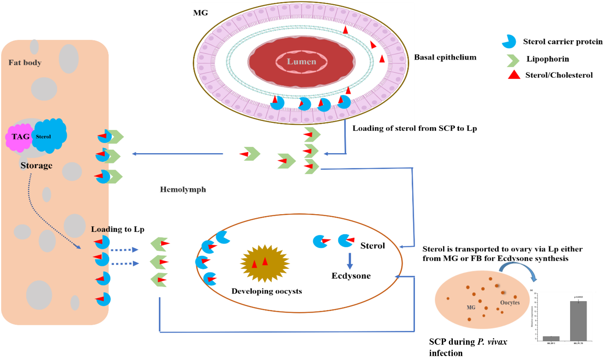 Diagram illustrating sterol transport in insects. Sterols move from the fat body to lipophorin in the hemolymph, then to the midgut (MG), and developing oocytes. Sterol carrier proteins (SCP), lipophorins, and sterol/cholesterol are labeled. The process involves sterol loading from SCP to lipophorin and transport for ecdysone synthesis in oocytes. A bar graph shows SCP data during P. vivax infection.