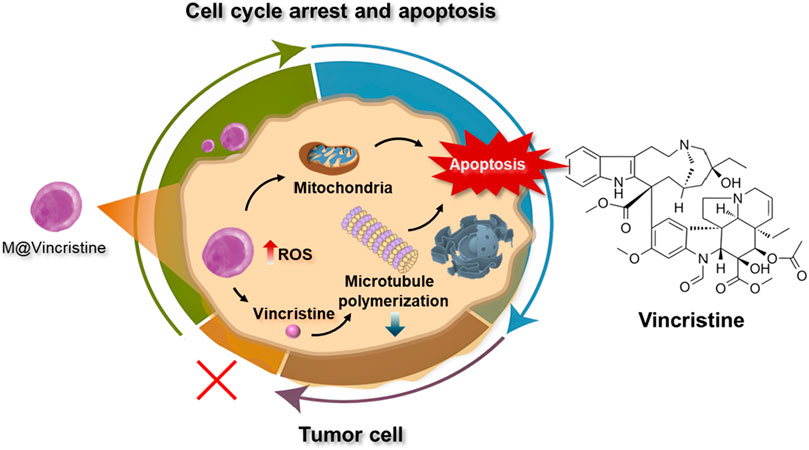 Diagram illustrating the mechanism of vincristine in inducing cell cycle arrest and apoptosis in tumor cells. Vincristine disrupts microtubule polymerization, increases reactive oxygen species (ROS) levels, affecting mitochondria, and ultimately leads to apoptosis. A chemical structure of vincristine is shown on the right.
