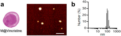 Image featuring two panels: Panel (a) shows a pink circular structure labeled