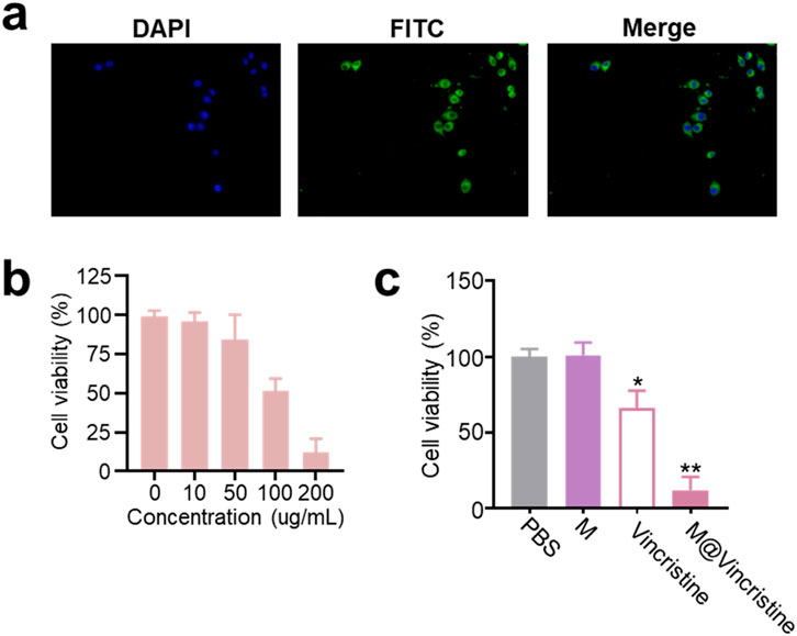 Panel (a) presents three images showing cell staining: DAPI highlights nuclei in blue, FITC shows green fluorescence, and the merged image combines both. Panel (b) is a bar graph depicting cell viability percentages decreasing with increasing concentrations from 0 to 200 micrograms per milliliter. Panel (c) is a bar graph illustrating cell viability for different treatments: PBS, M, Vincristine, and M@Vincristine, with significant reduction noted for Vincristine and M@Vincristine, indicated by asterisks.