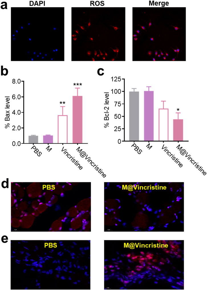 Panel a shows fluorescent images labeled DAPI, ROS, and Merge, highlighting cellular components. Panel b is a bar graph showing Bax levels, with significant increases in Vincristine and M@Vincristine groups. Panel c is another bar graph showing Bcl-2 levels, with a notable decrease in M@Vincristine. Panels d and e display microscopic images comparing PBS and M@Vincristine treatments, highlighting differences in cellular fluorescence.