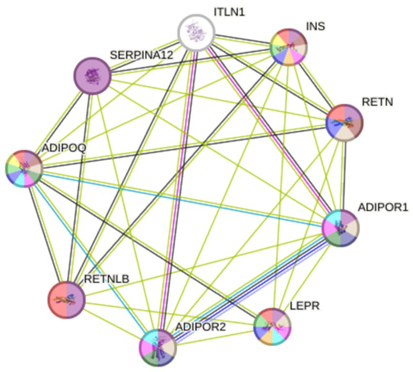 Network diagram illustrating interactions between various proteins, including ITLN1, INS, RETN, ADIPOR1, ADIPOR2, ADIPOQ, RETNLB, SERPINA12, and LEPR. Each protein is represented as a colored circle, interconnected with lines indicating relationships.