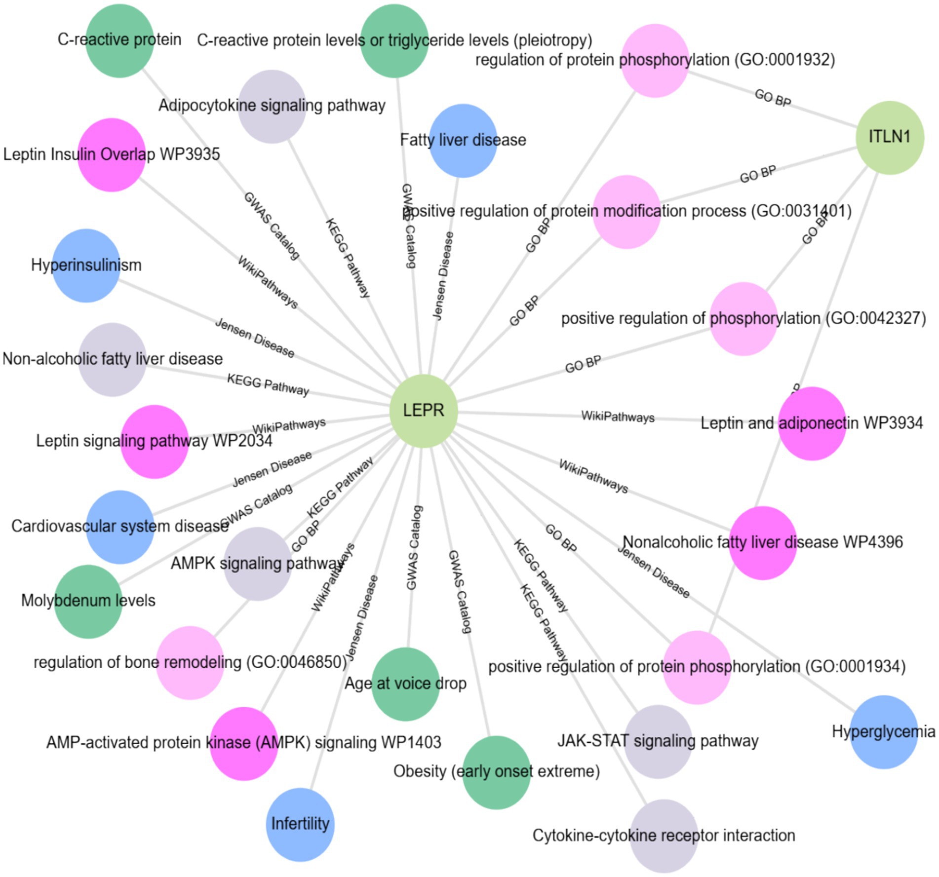 Network diagram illustrating relationships of the LEPR gene with various conditions and pathways. LEPR is centrally connected to nodes labeled with diseases, signaling pathways, and biological processes, including fatty liver disease, hyperinsulinism, cardiovascular system disease, and various signaling pathways. Each node is color-coded and labeled with association sources like KEGG Pathway, WikiPathways, and Jensen Disease.