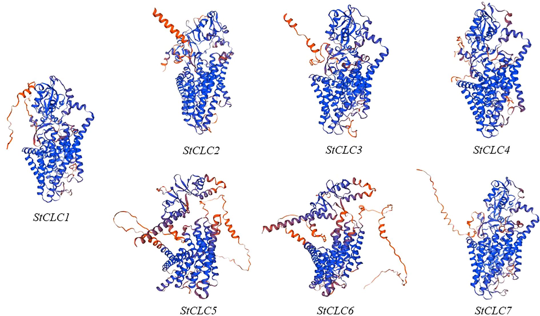 Protein structures of StCLC1 to StCLC7 visualized in a helical form. Each structure displays distinct patterns of blue and red helices, representing different conformations or components.